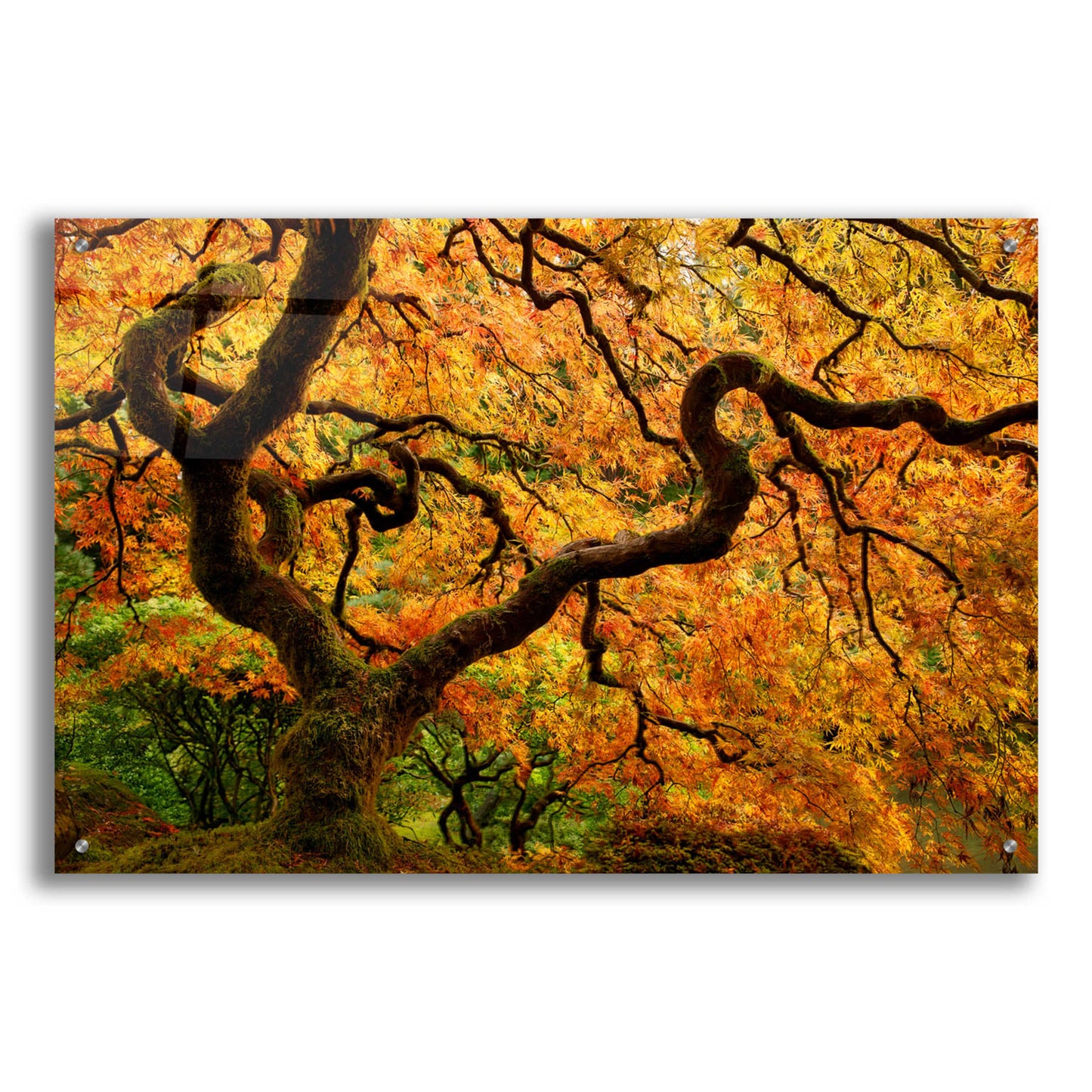 Epic Art 'Portland Japanese Garden' by Mike Jones, Acrylic Glass Wall Art,36x24