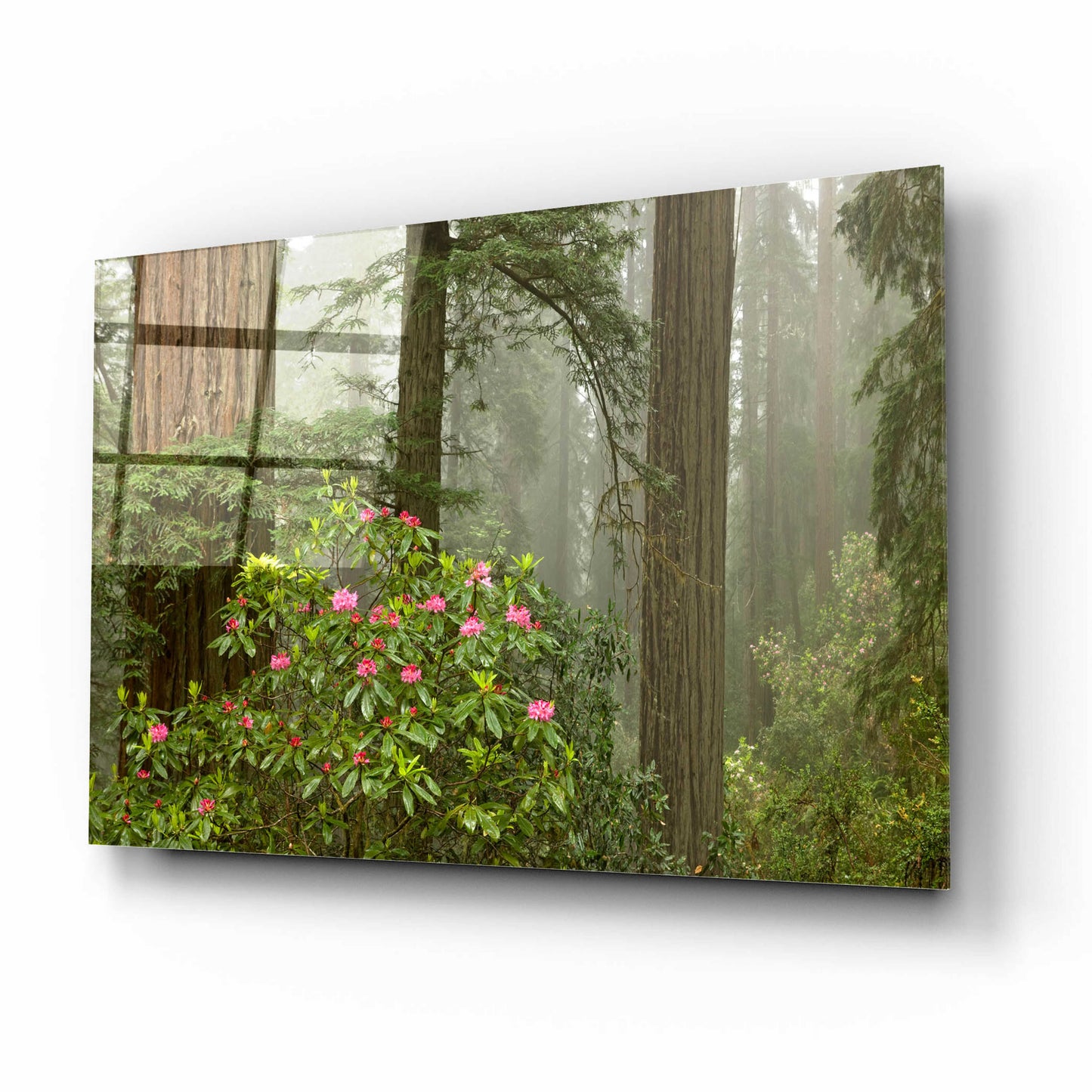 Epic Art 'Redwood Fog Rhododendrons' by Mike Jones, Acrylic Glass Wall Art,16x12