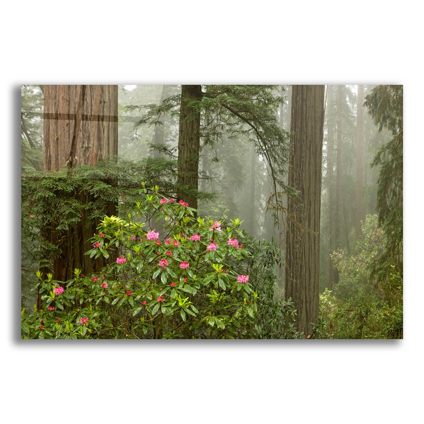 Epic Art 'Redwood Fog Rhododendrons' by Mike Jones, Acrylic Glass Wall Art,16x12