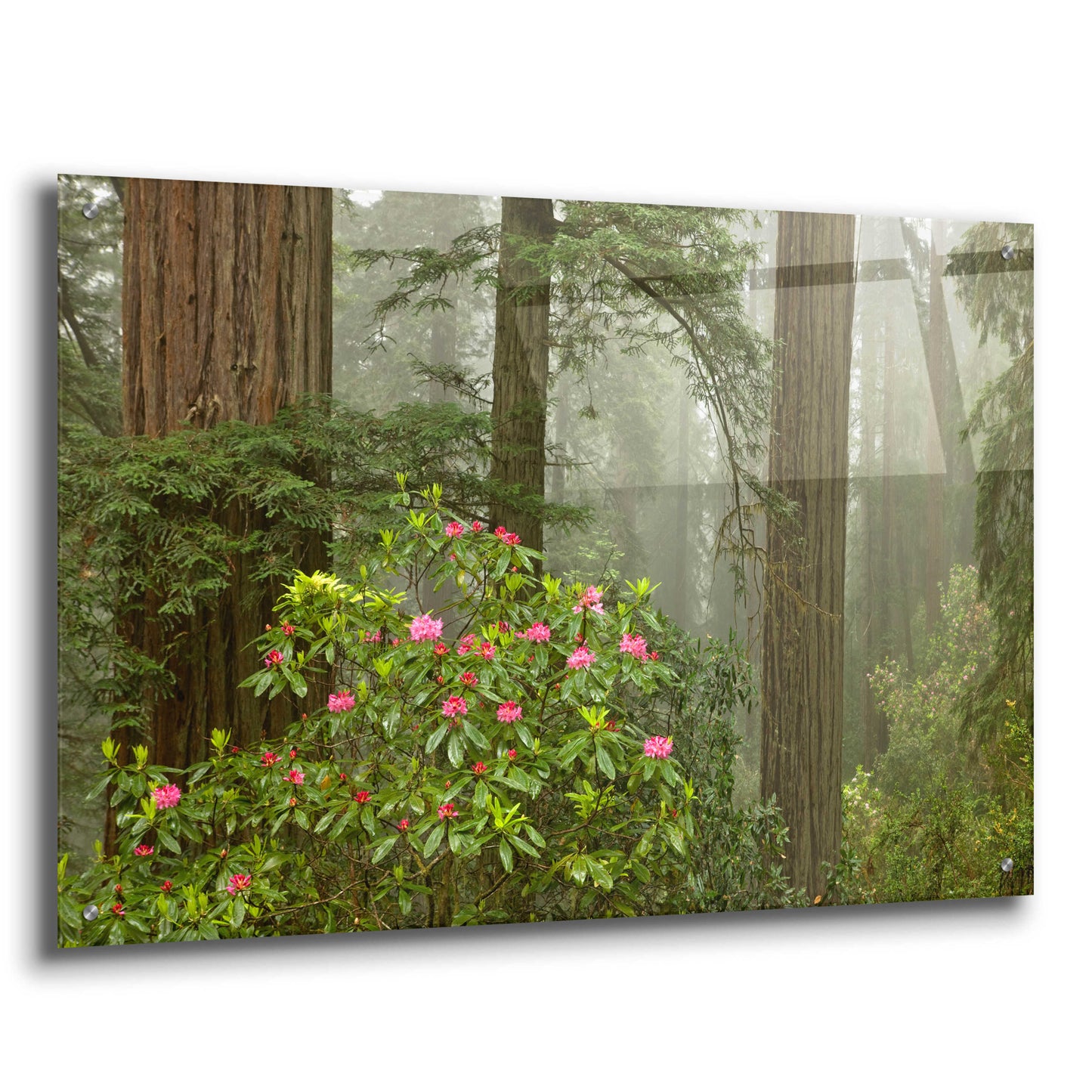 Epic Art 'Redwood Fog Rhododendrons' by Mike Jones, Acrylic Glass Wall Art,36x24