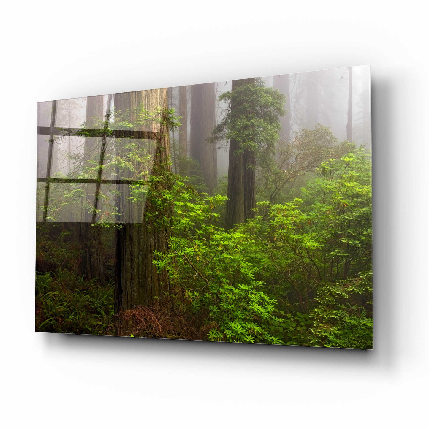 Epic Art 'Redwoods Fog' by Mike Jones, Acrylic Glass Wall Art,16x12