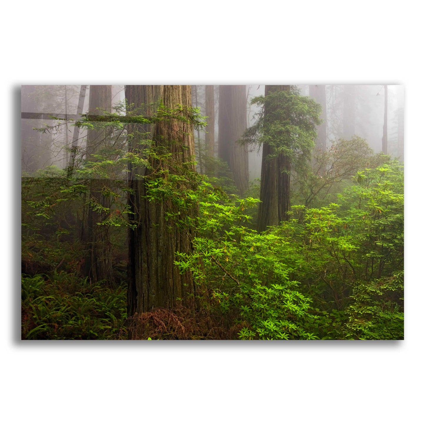 Epic Art 'Redwoods Fog' by Mike Jones, Acrylic Glass Wall Art,16x12