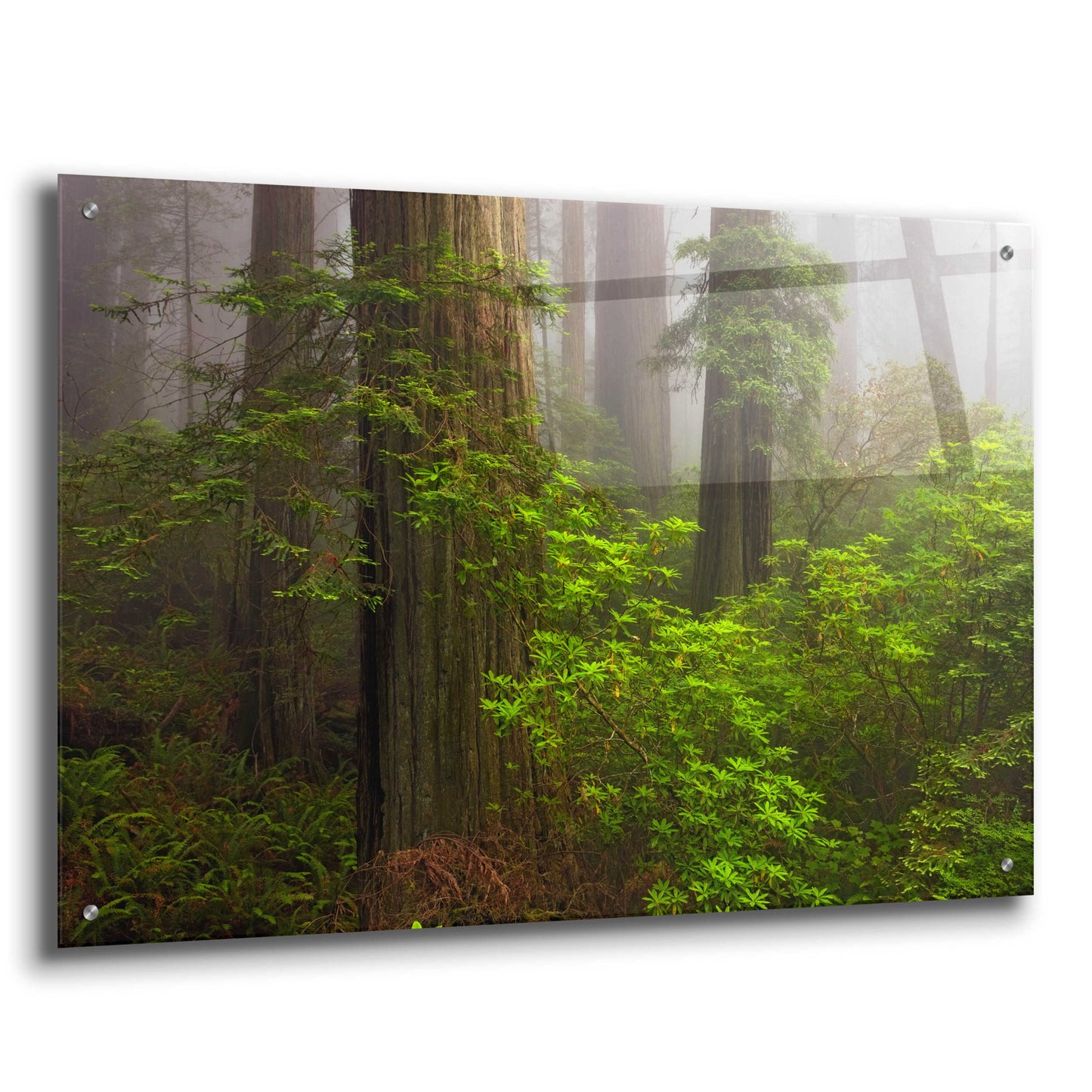 Epic Art 'Redwoods Fog' by Mike Jones, Acrylic Glass Wall Art,36x24