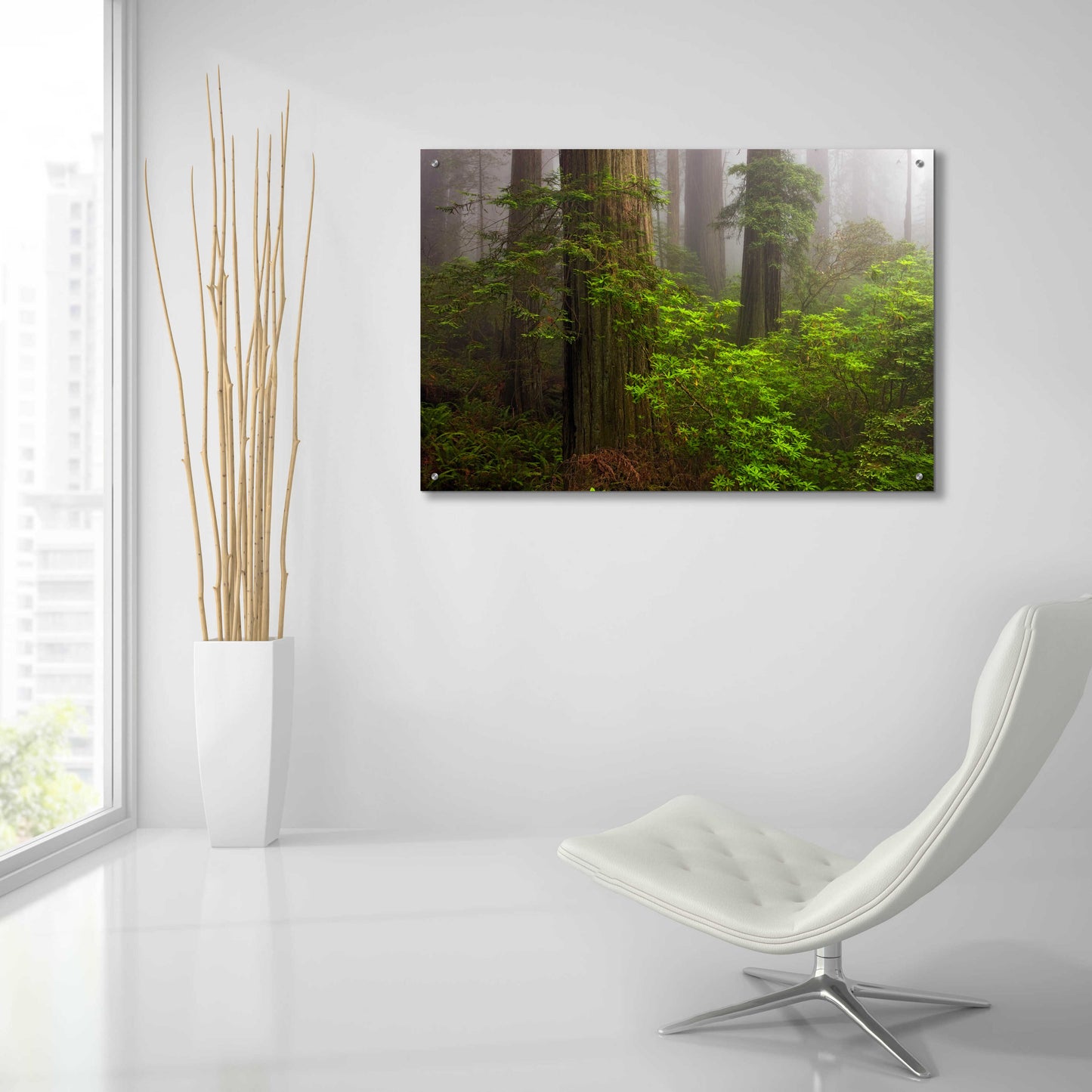 Epic Art 'Redwoods Fog' by Mike Jones, Acrylic Glass Wall Art,36x24