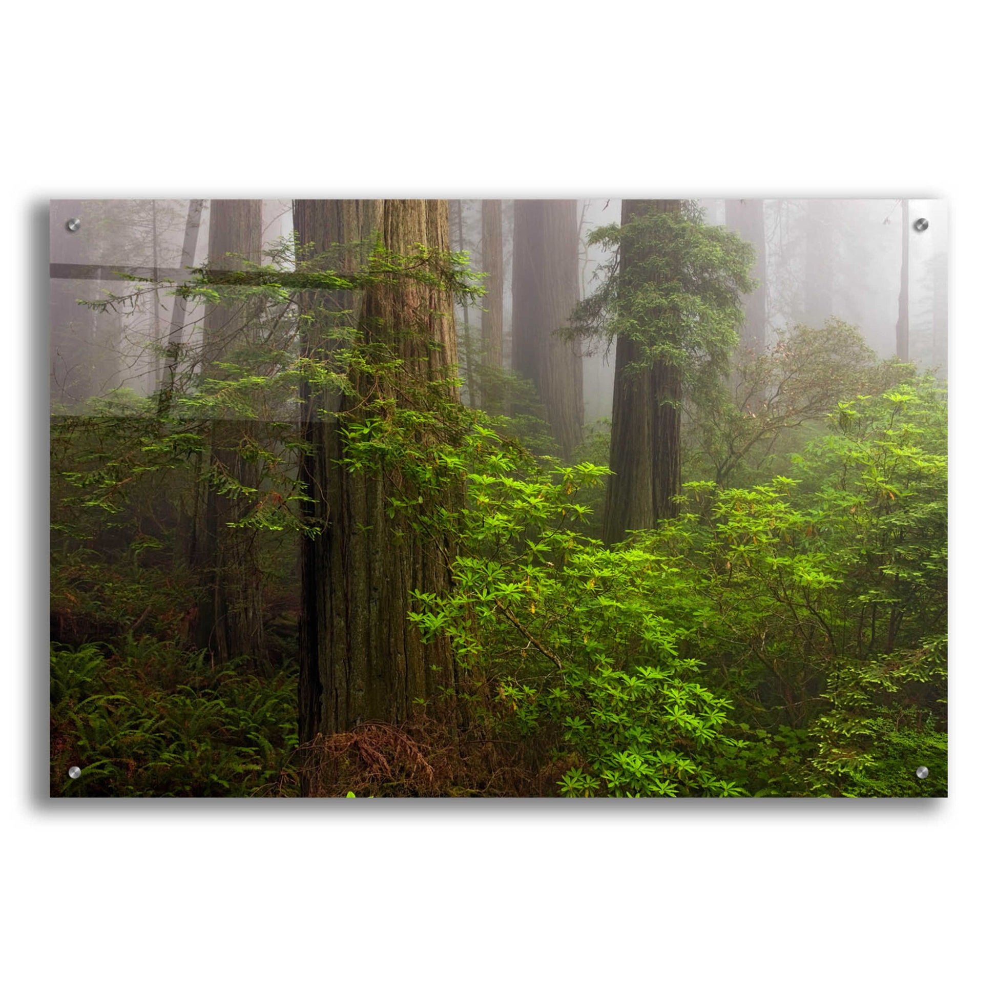 Epic Art 'Redwoods Fog' by Mike Jones, Acrylic Glass Wall Art,36x24