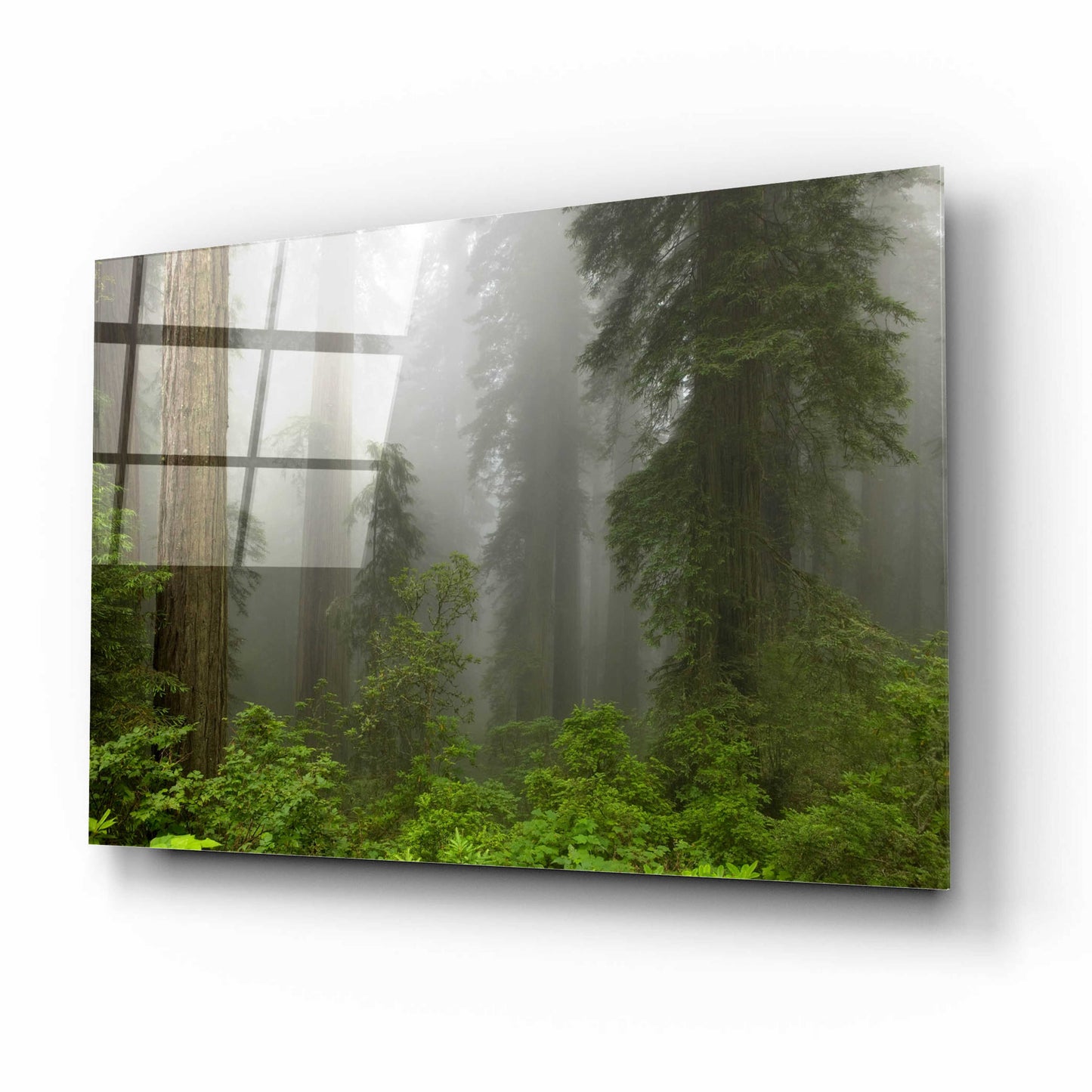 Epic Art 'Redwoods NP Fog' by Mike Jones, Acrylic Glass Wall Art,16x12