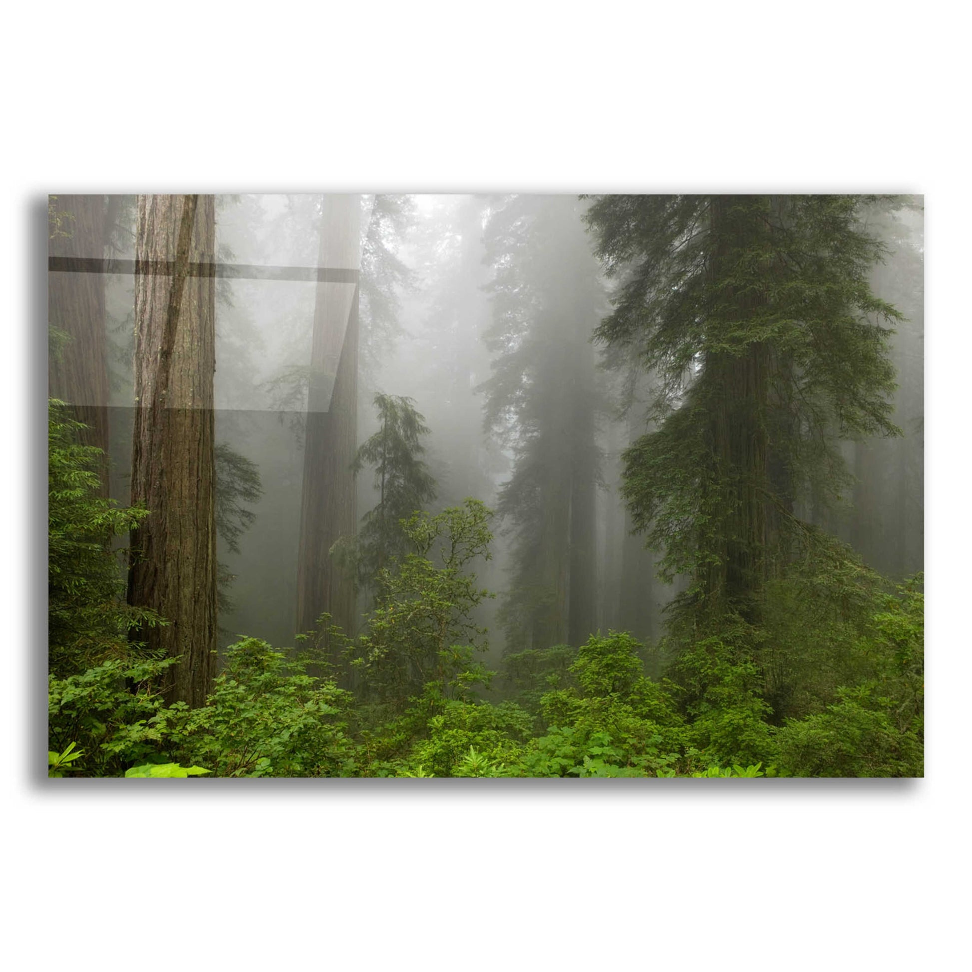 Epic Art 'Redwoods NP Fog' by Mike Jones, Acrylic Glass Wall Art,16x12