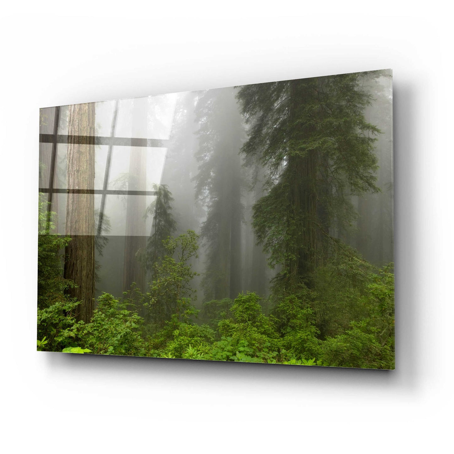 Epic Art 'Redwoods NP Fog' by Mike Jones, Acrylic Glass Wall Art,24x16