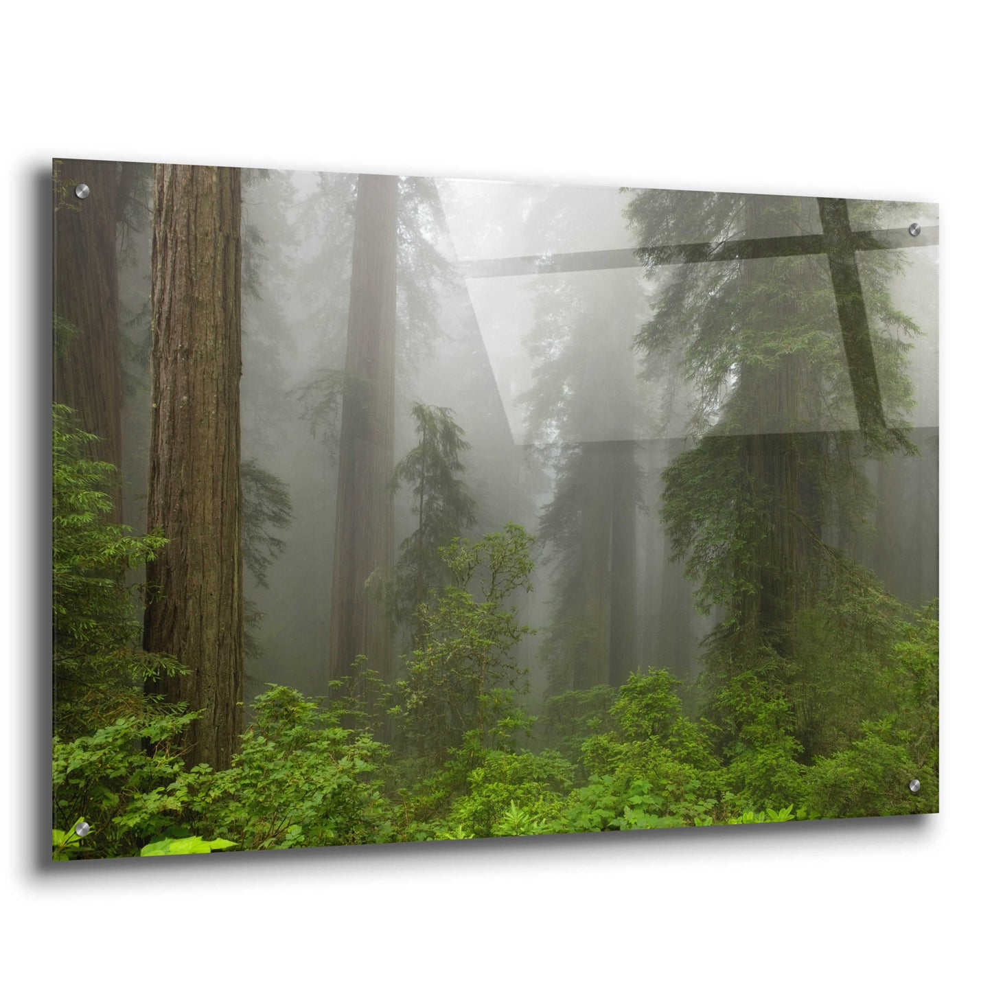 Epic Art 'Redwoods NP Fog' by Mike Jones, Acrylic Glass Wall Art,36x24