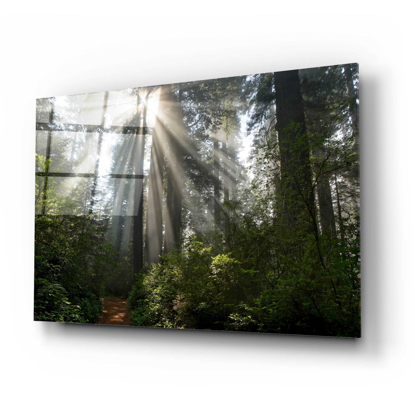 Epic Art 'Redwoods NP Ladybird Johnson Lightbeams' by Mike Jones, Acrylic Glass Wall Art,24x16