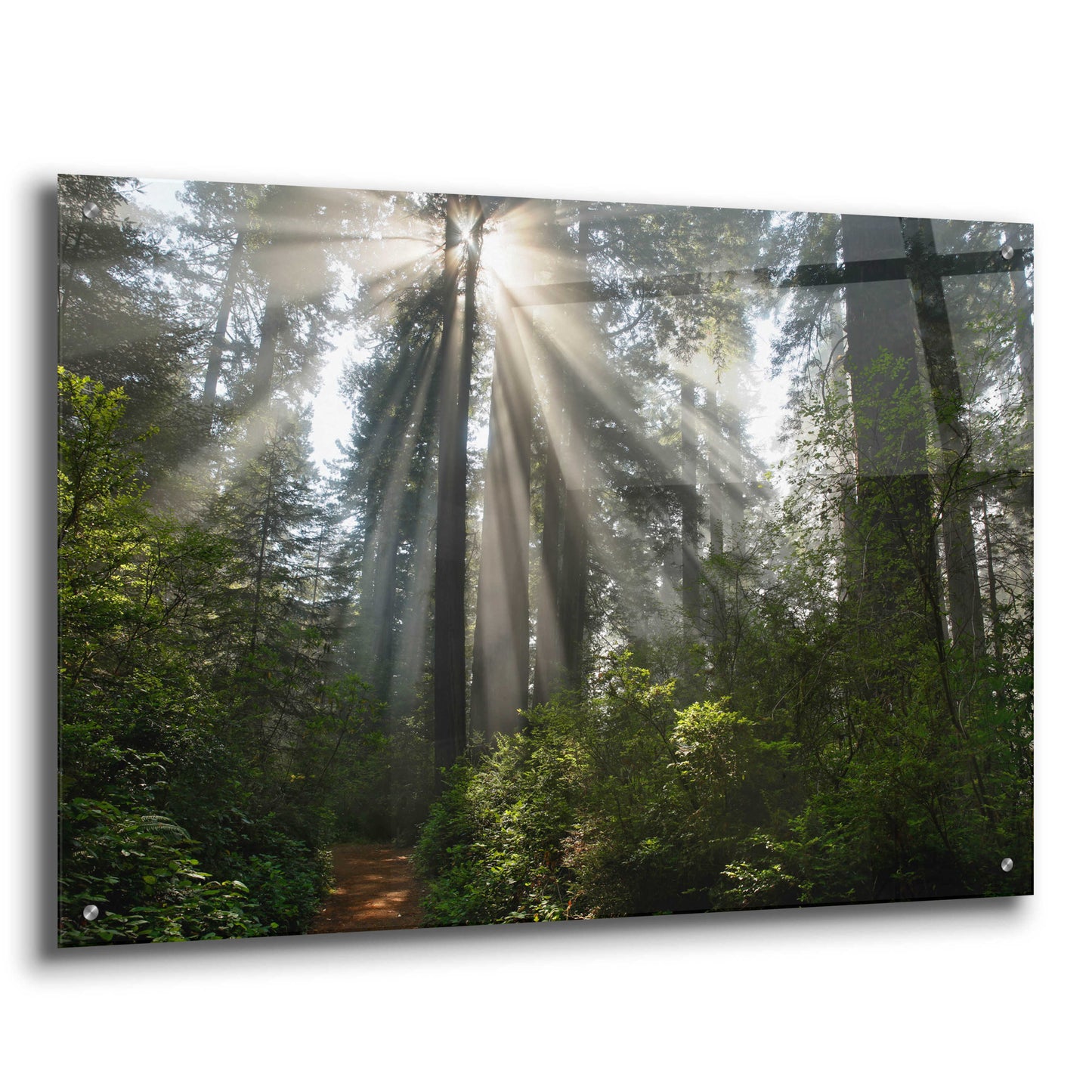 Epic Art 'Redwoods NP Ladybird Johnson Lightbeams' by Mike Jones, Acrylic Glass Wall Art,36x24