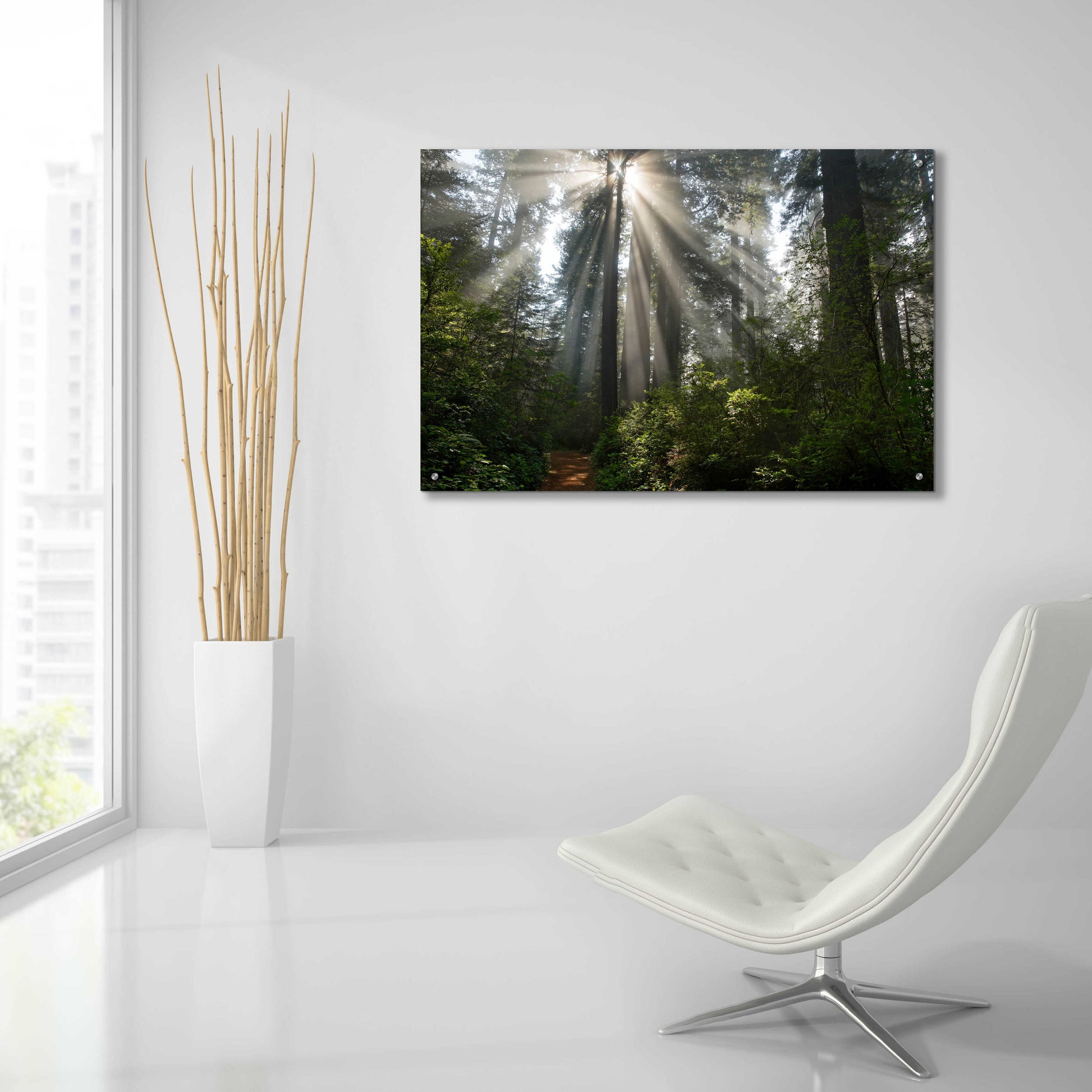 Epic Art 'Redwoods NP Ladybird Johnson Lightbeams' by Mike Jones, Acrylic Glass Wall Art,36x24