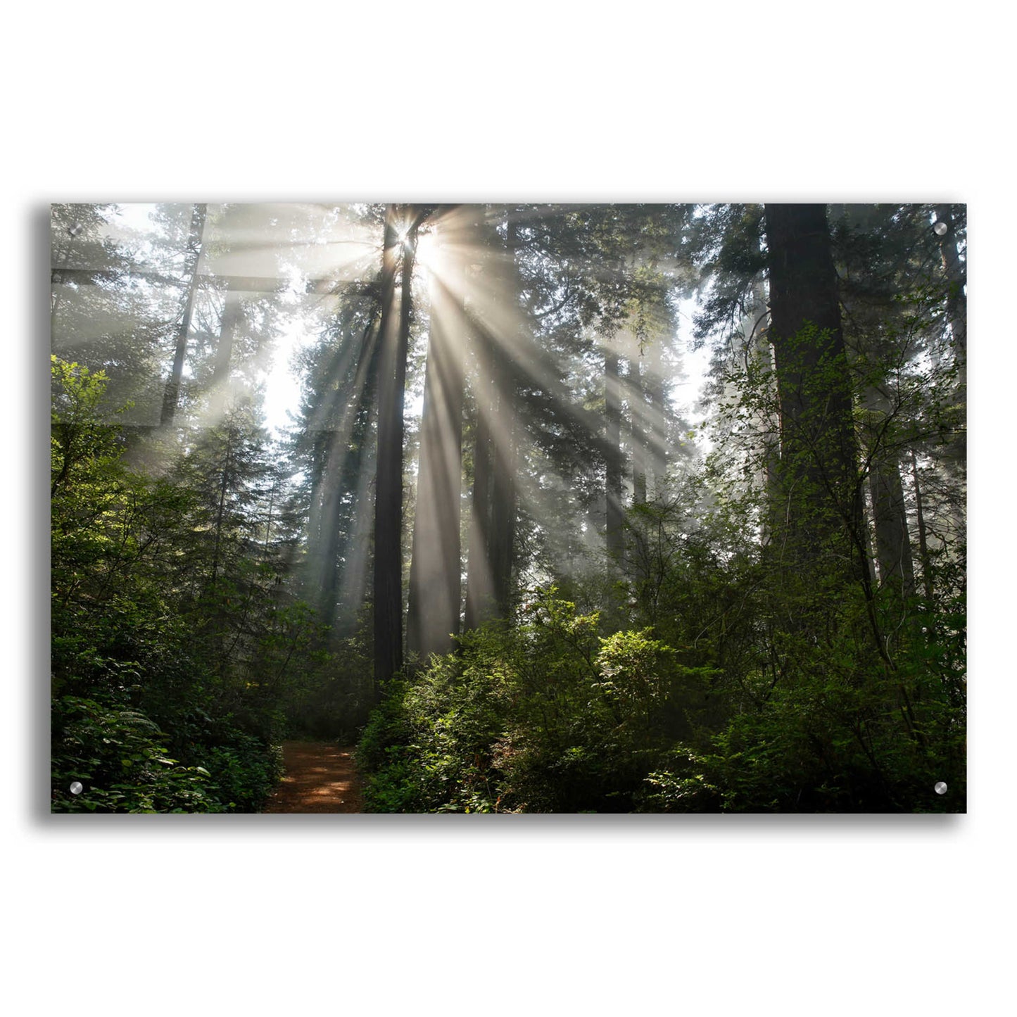 Epic Art 'Redwoods NP Ladybird Johnson Lightbeams' by Mike Jones, Acrylic Glass Wall Art,36x24