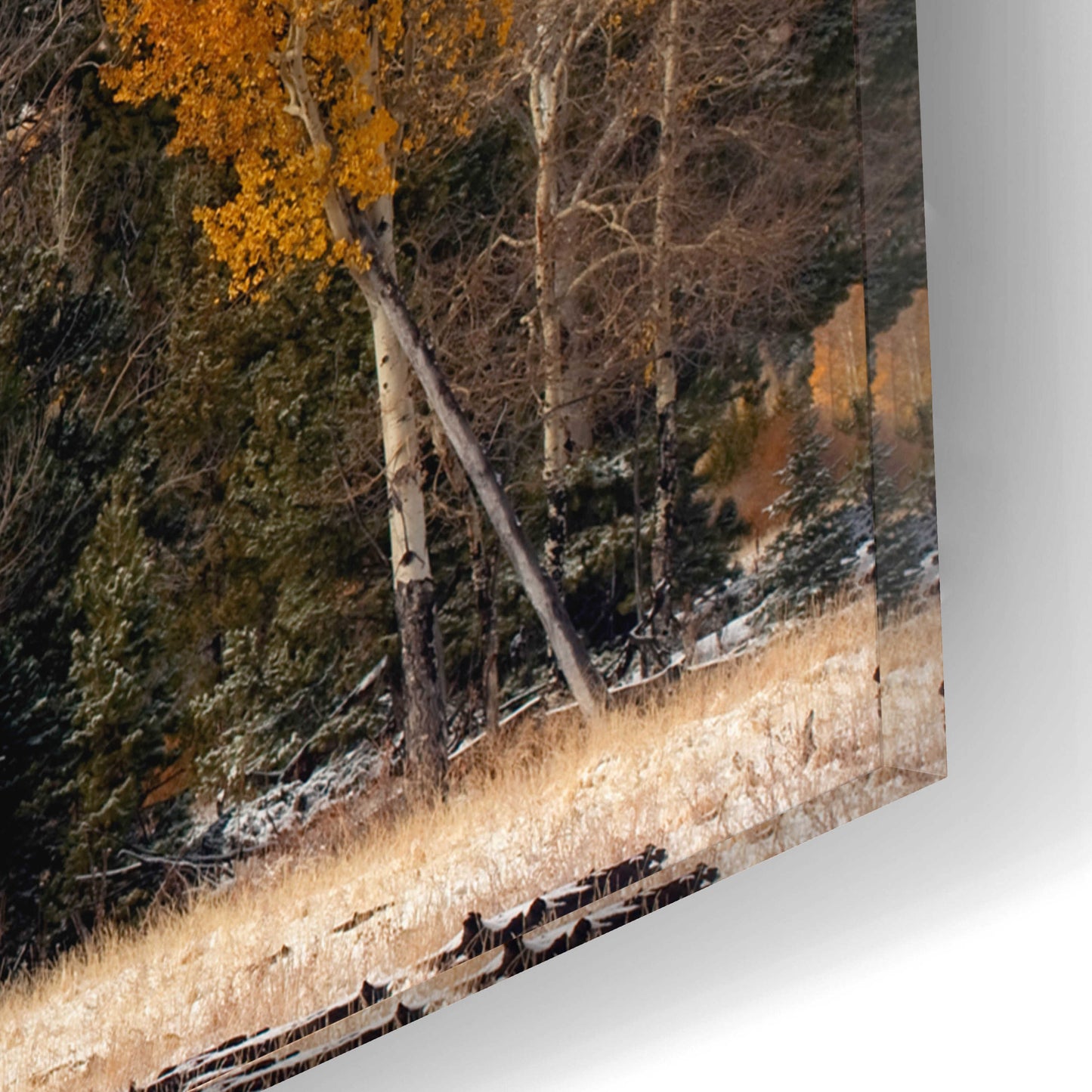 Epic Art 'RMNP Aspens and Storm Clouds' by Mike Jones, Acrylic Glass Wall Art,16x12