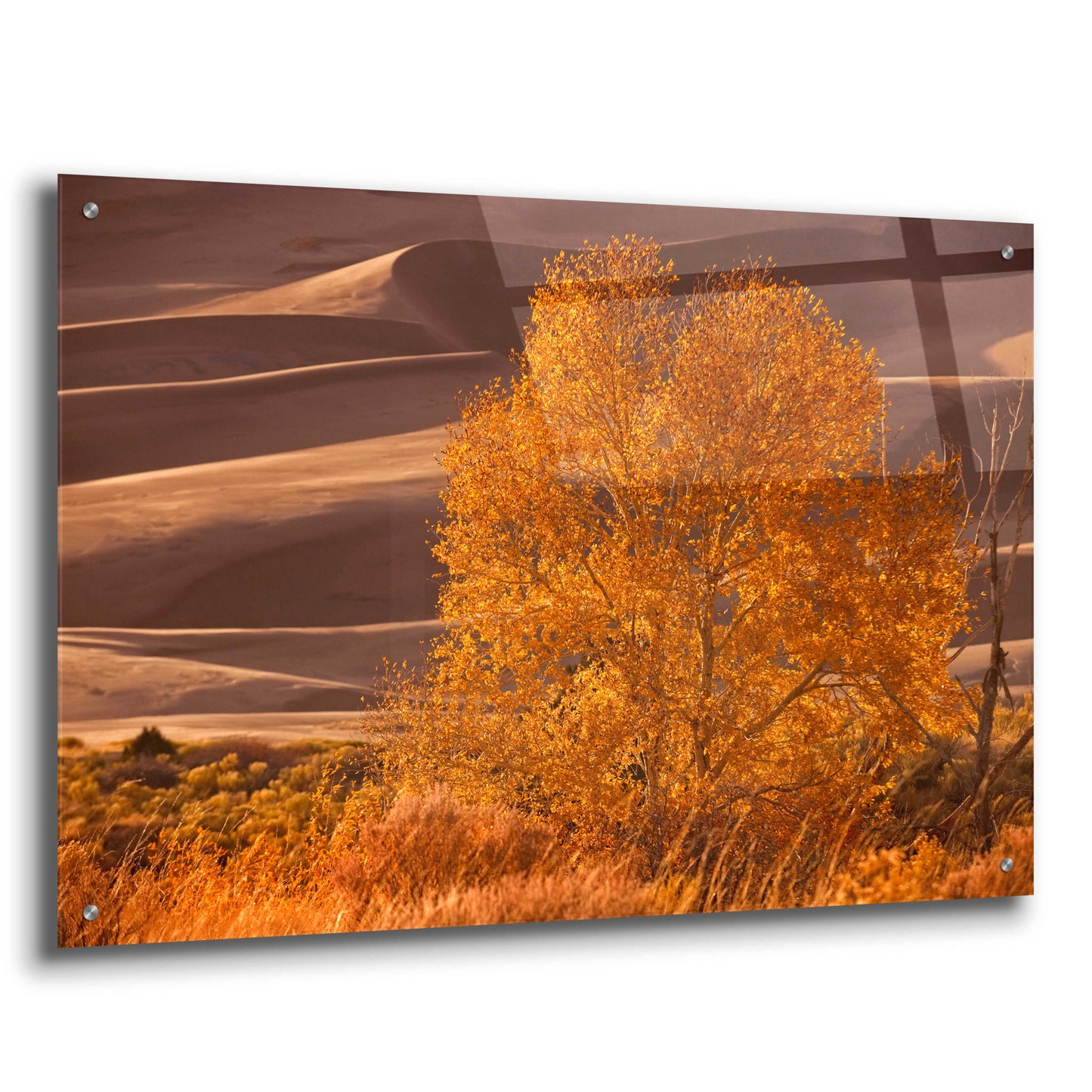 Epic Art 'Sand Dunes NP' by Mike Jones, Acrylic Glass Wall Art,36x24