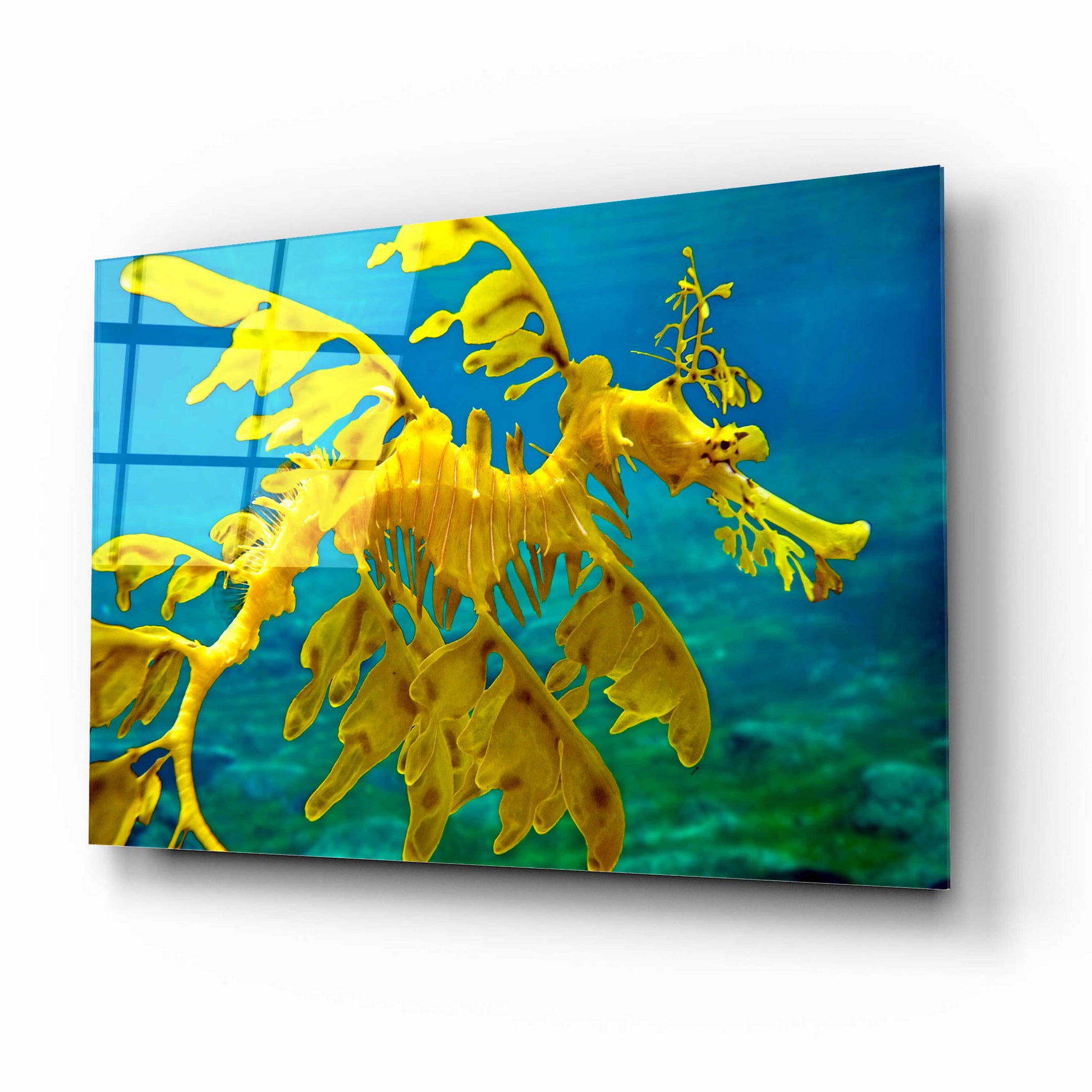 Epic Art 'Sea Dragon' by Mike Jones, Acrylic Glass Wall Art,16x12