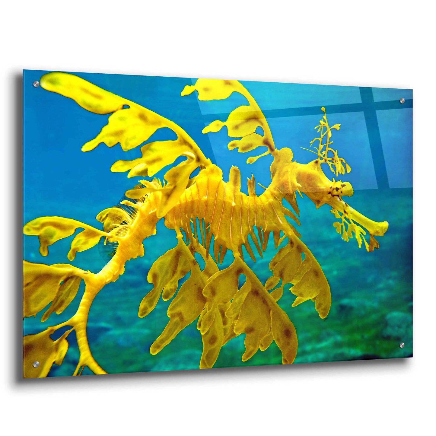 Epic Art 'Sea Dragon' by Mike Jones, Acrylic Glass Wall Art,36x24