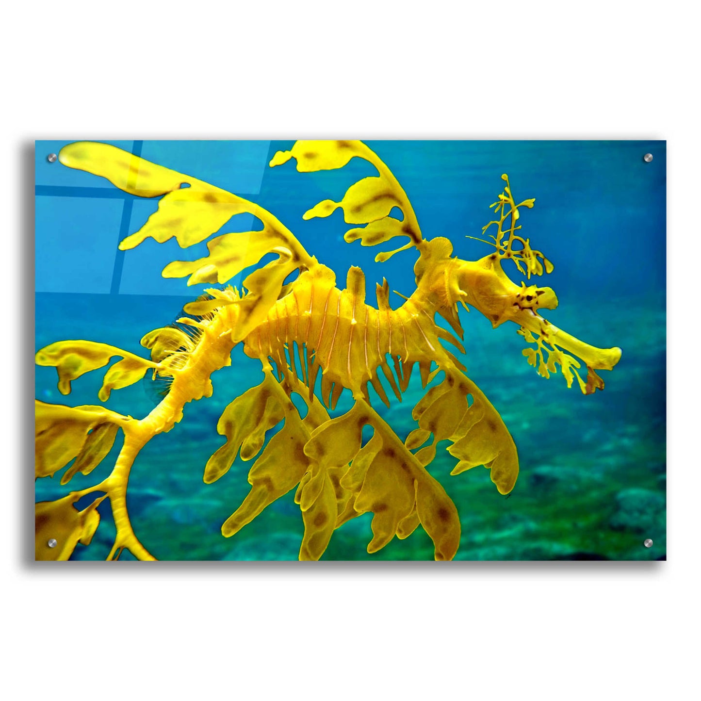 Epic Art 'Sea Dragon' by Mike Jones, Acrylic Glass Wall Art,36x24