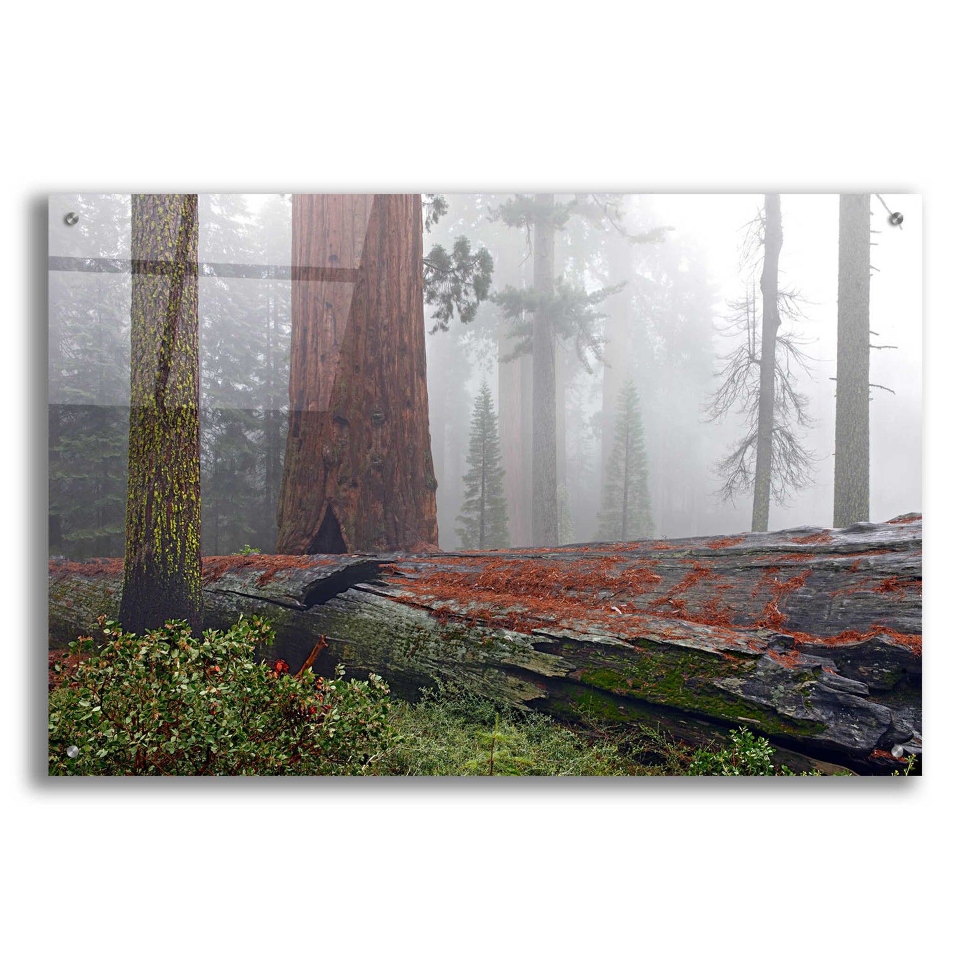 Epic Art 'Sequoia Fallen Giant' by Mike Jones, Acrylic Glass Wall Art,36x24