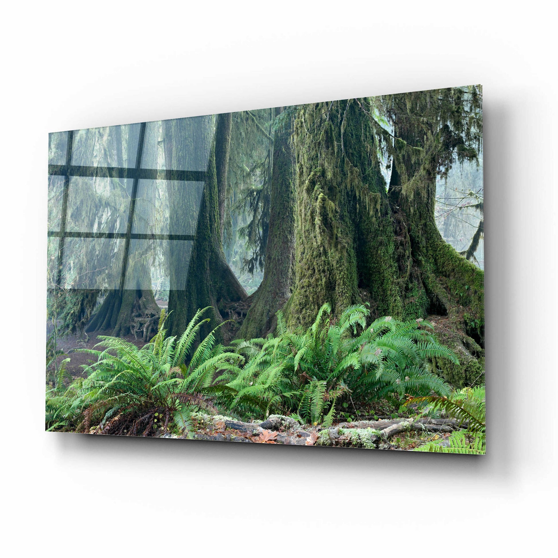 Epic Art 'Washington Olympic NP Foggy Ferns' by Mike Jones, Acrylic Glass Wall Art,16x12