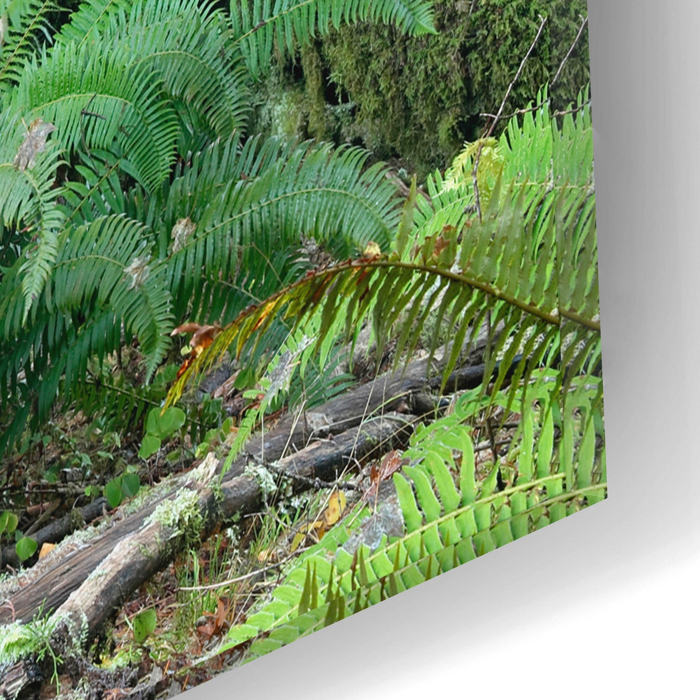 Epic Art 'Washington Olympic NP Foggy Ferns' by Mike Jones, Acrylic Glass Wall Art,16x12