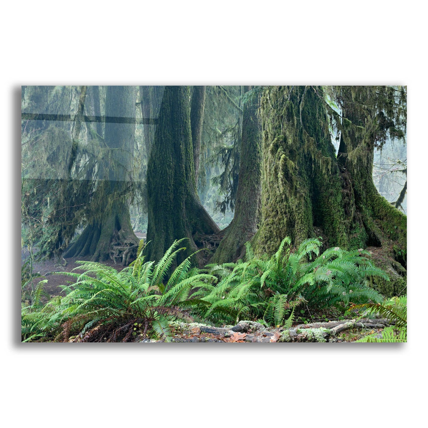 Epic Art 'Washington Olympic NP Foggy Ferns' by Mike Jones, Acrylic Glass Wall Art,16x12