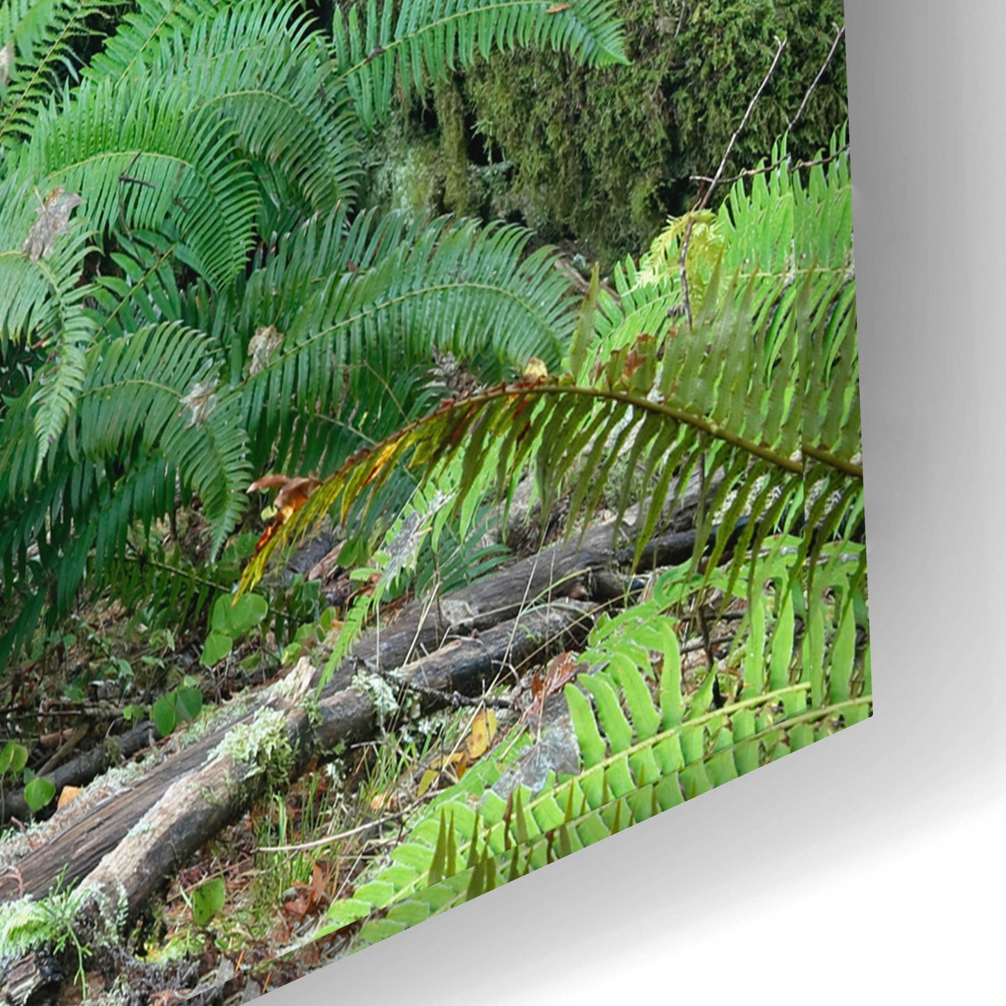 Epic Art 'Washington Olympic NP Foggy Ferns' by Mike Jones, Acrylic Glass Wall Art,24x16