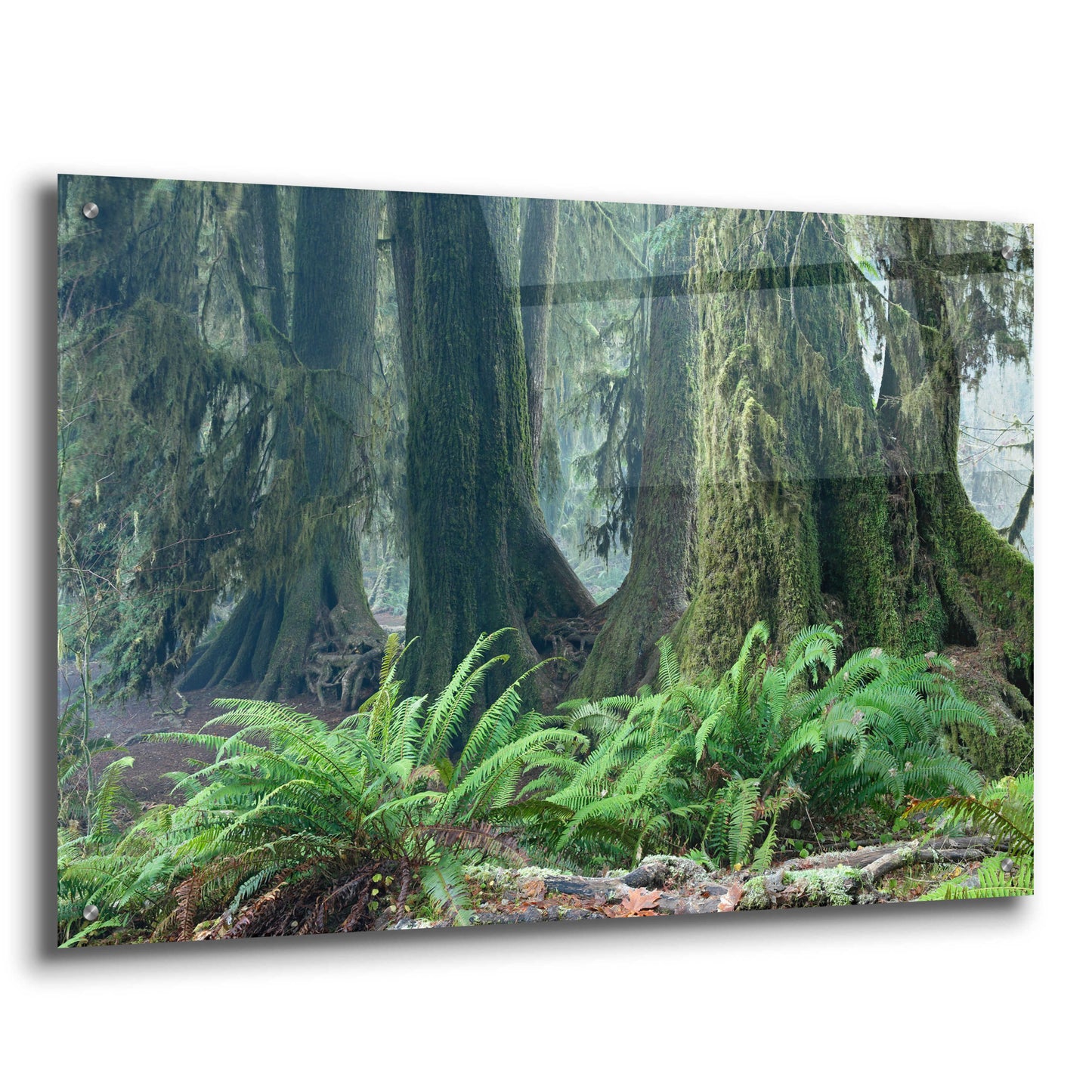 Epic Art 'Washington Olympic NP Foggy Ferns' by Mike Jones, Acrylic Glass Wall Art,36x24