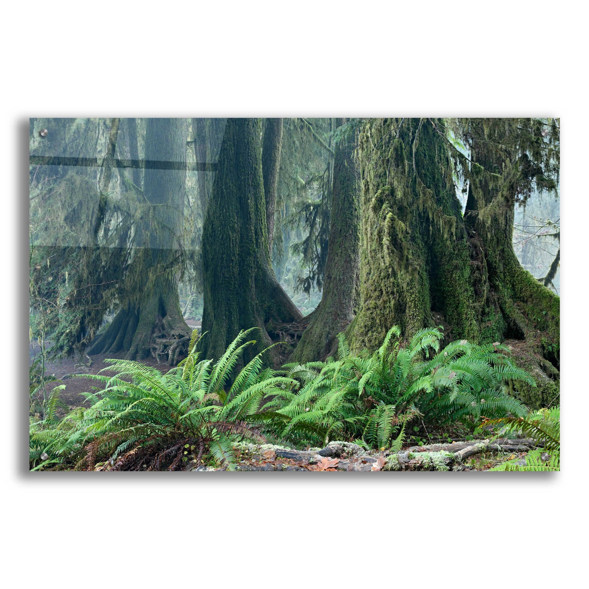 Epic Art 'Washington Olympic NP Foggy Ferns' by Mike Jones, Acrylic Glass Wall Art,36x24