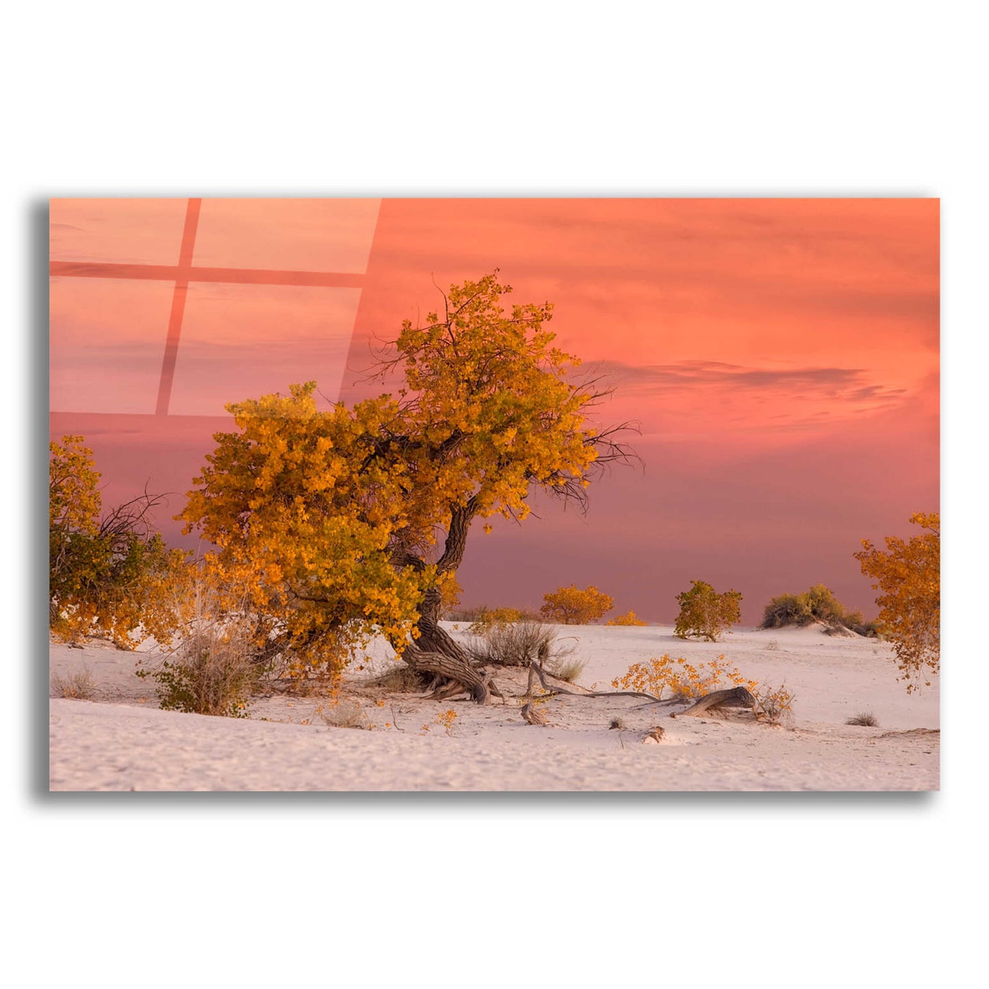 Epic Art 'White Sands Yellow Tree' by Mike Jones, Acrylic Glass Wall Art,16x12