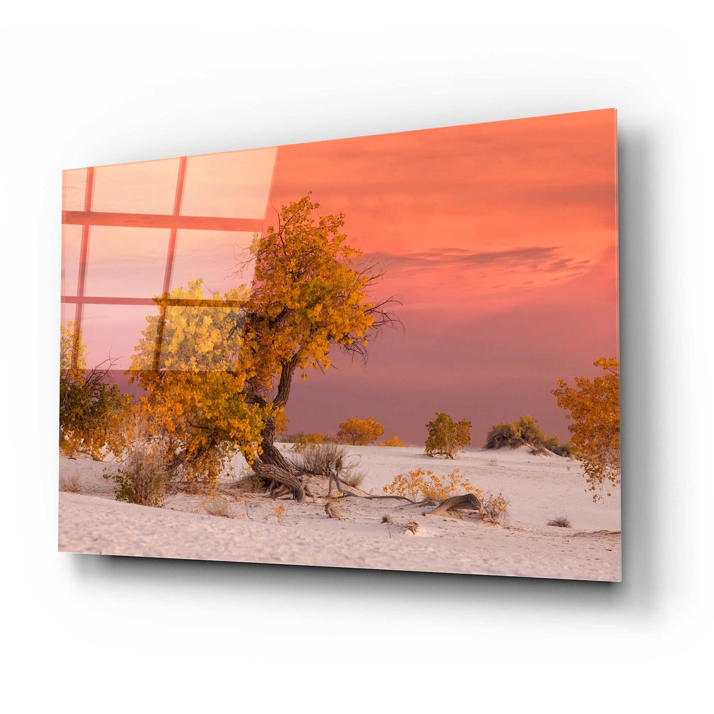 Epic Art 'White Sands Yellow Tree' by Mike Jones, Acrylic Glass Wall Art,24x16