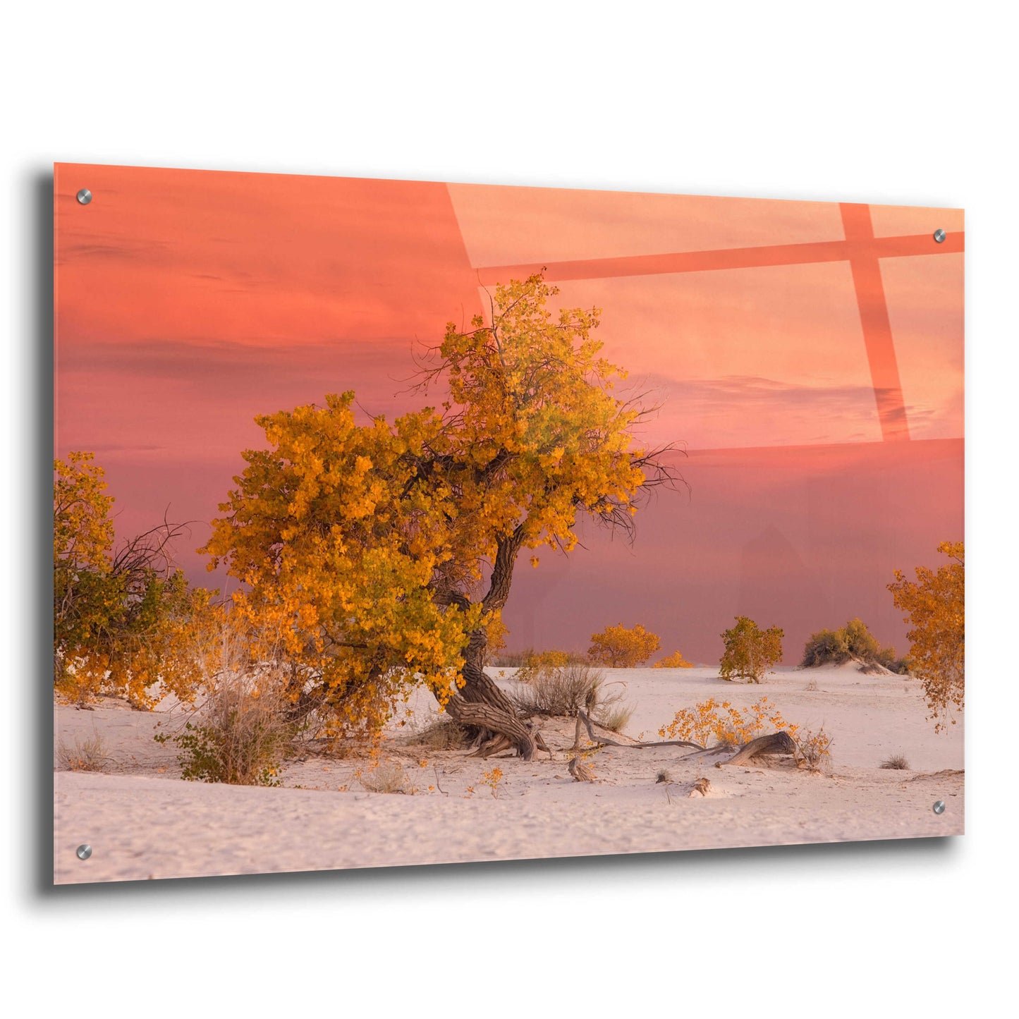 Epic Art 'White Sands Yellow Tree' by Mike Jones, Acrylic Glass Wall Art,36x24