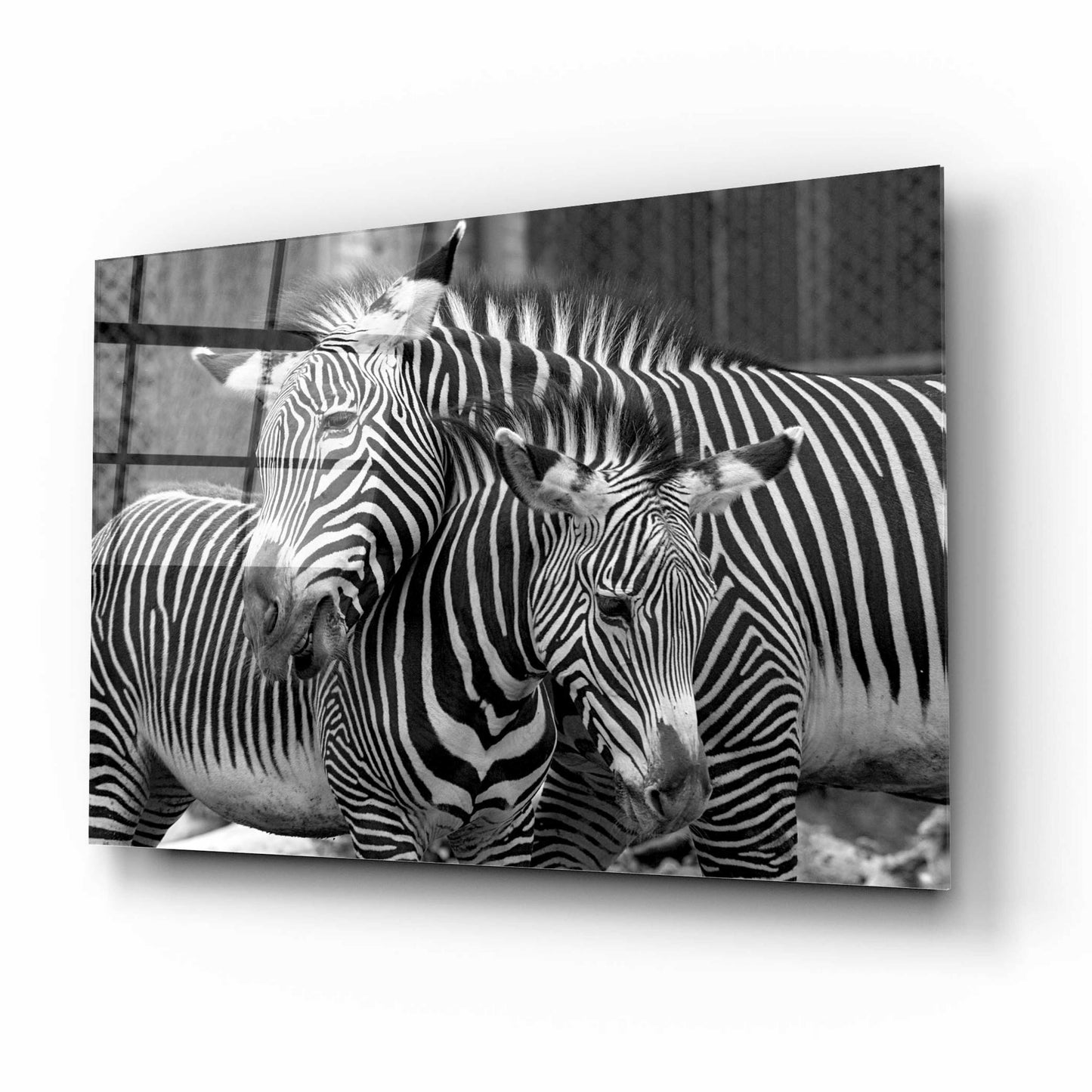 Epic Art 'Zebras' by Mike Jones, Acrylic Glass Wall Art,16x12