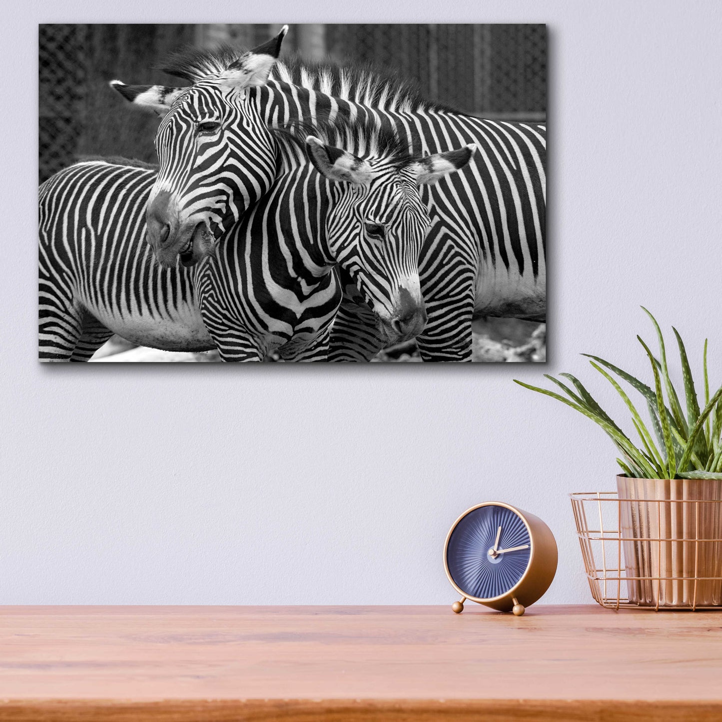 Epic Art 'Zebras' by Mike Jones, Acrylic Glass Wall Art,16x12