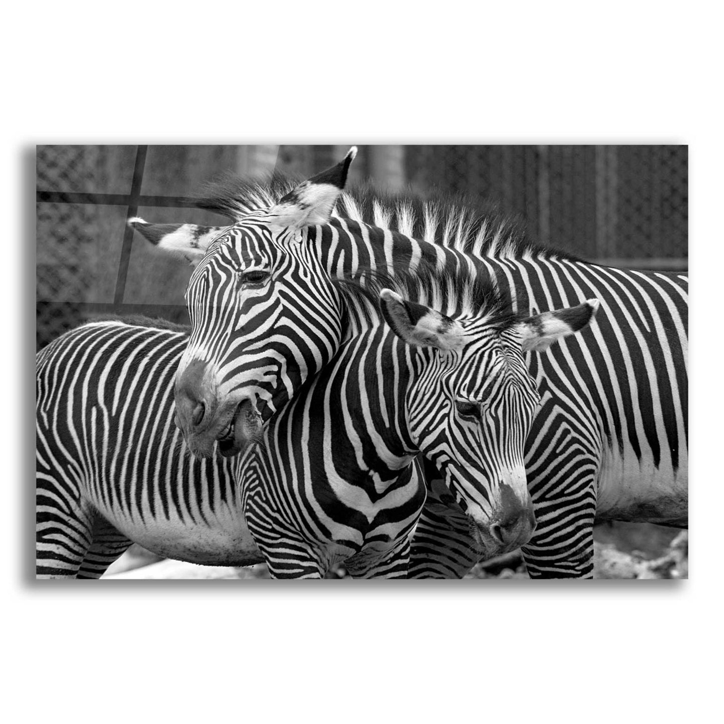 Epic Art 'Zebras' by Mike Jones, Acrylic Glass Wall Art,16x12