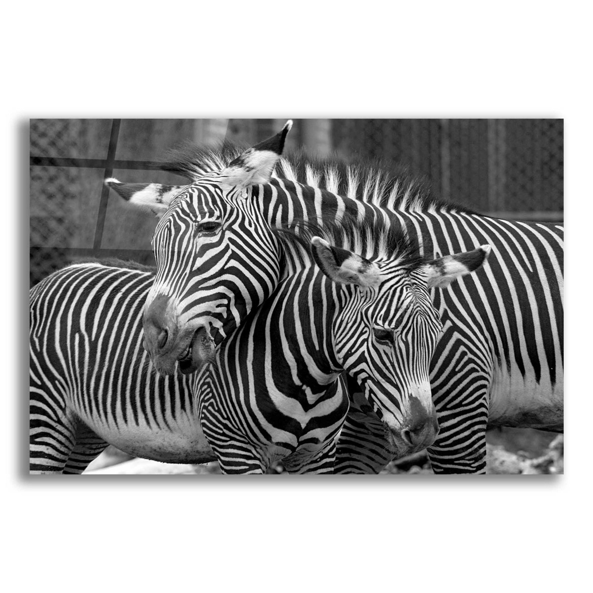 Epic Art 'Zebras' by Mike Jones, Acrylic Glass Wall Art,16x12