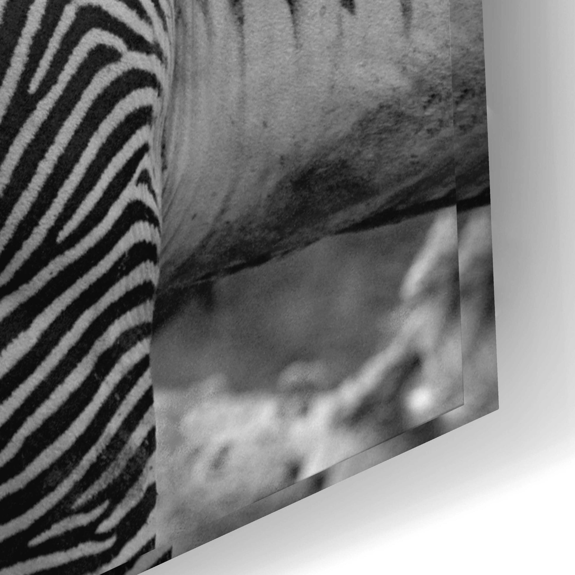 Epic Art 'Zebras' by Mike Jones, Acrylic Glass Wall Art,24x16