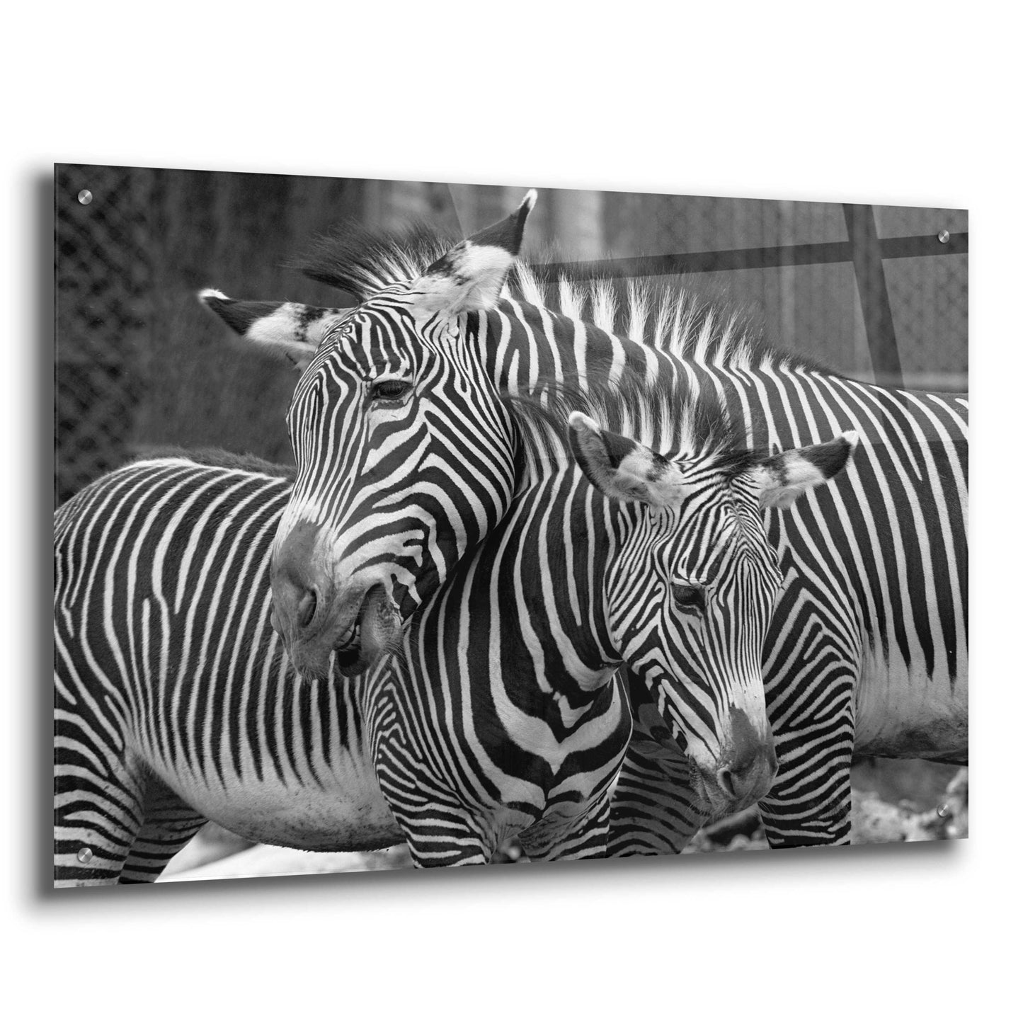 Epic Art 'Zebras' by Mike Jones, Acrylic Glass Wall Art,36x24