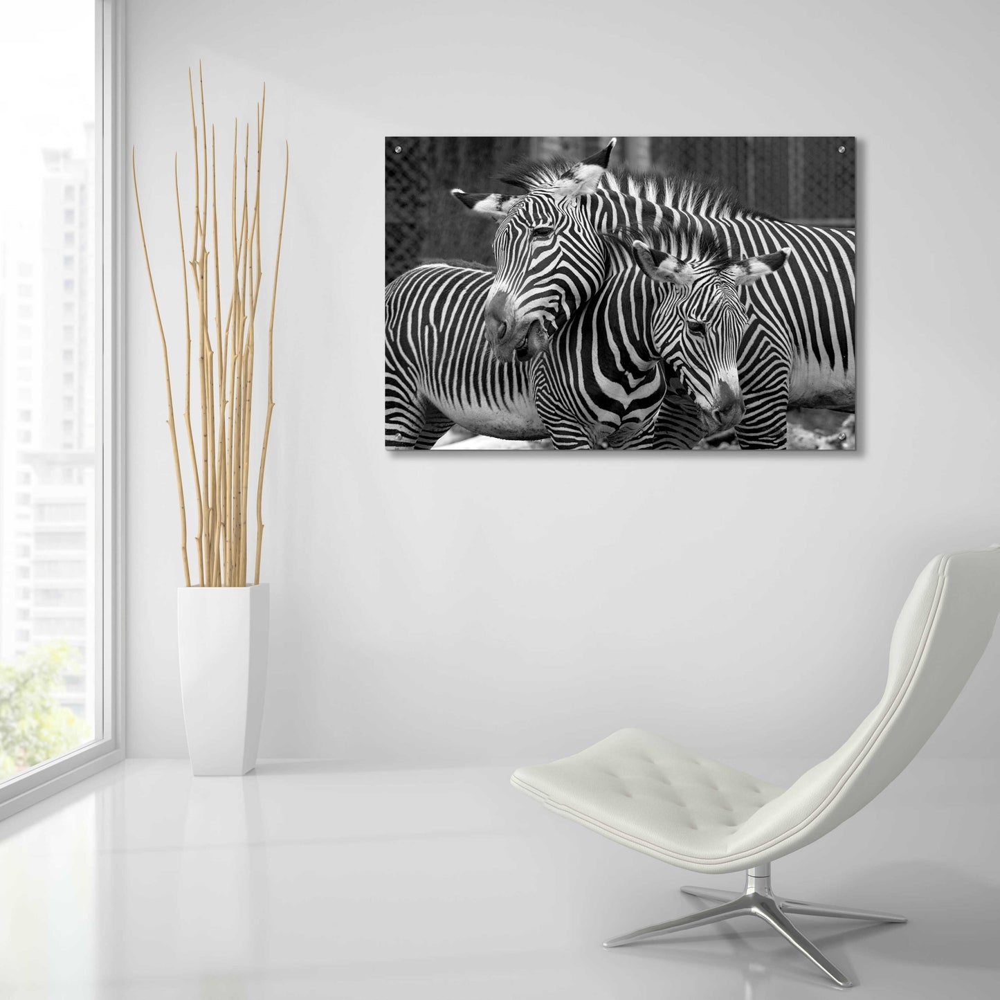 Epic Art 'Zebras' by Mike Jones, Acrylic Glass Wall Art,36x24