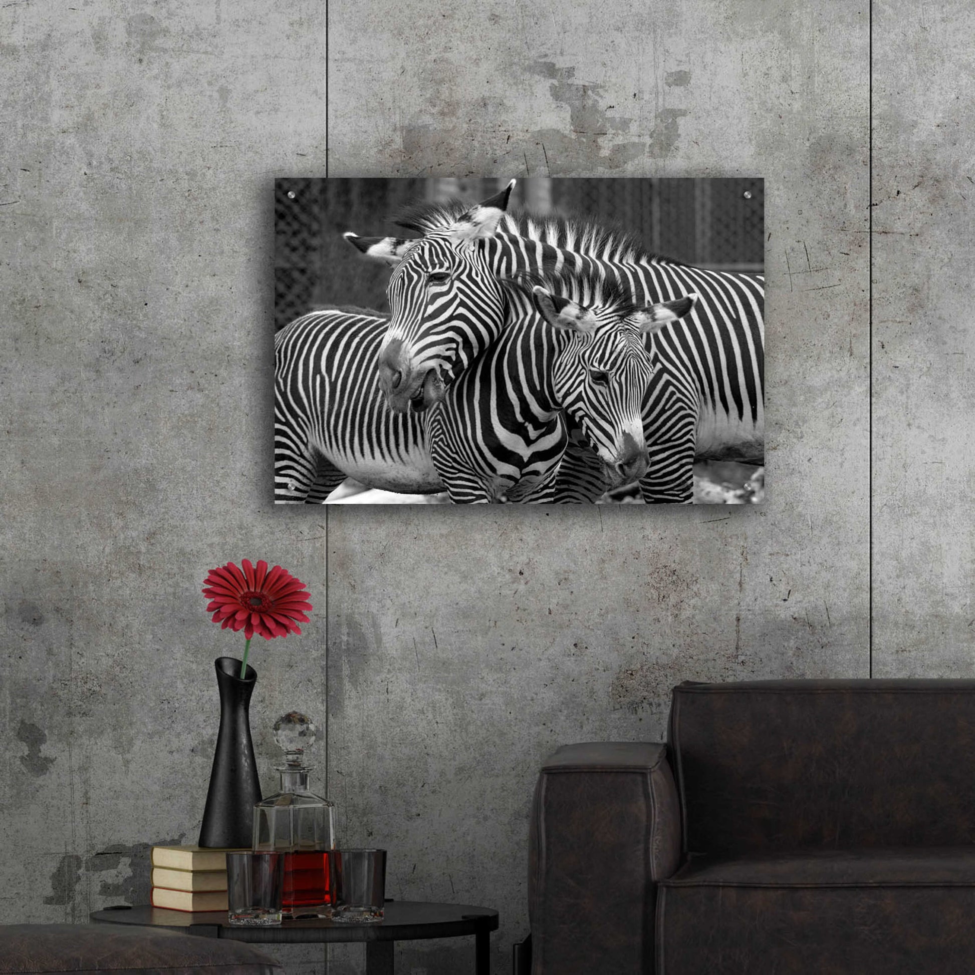 Epic Art 'Zebras' by Mike Jones, Acrylic Glass Wall Art,36x24