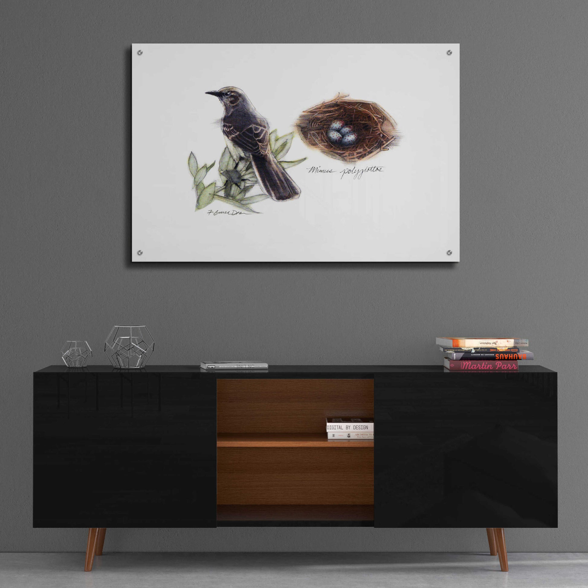 Epic Art 'Bird & Nest Study I' by Bruce Dean, Acrylic Glass Wall Art,36x24