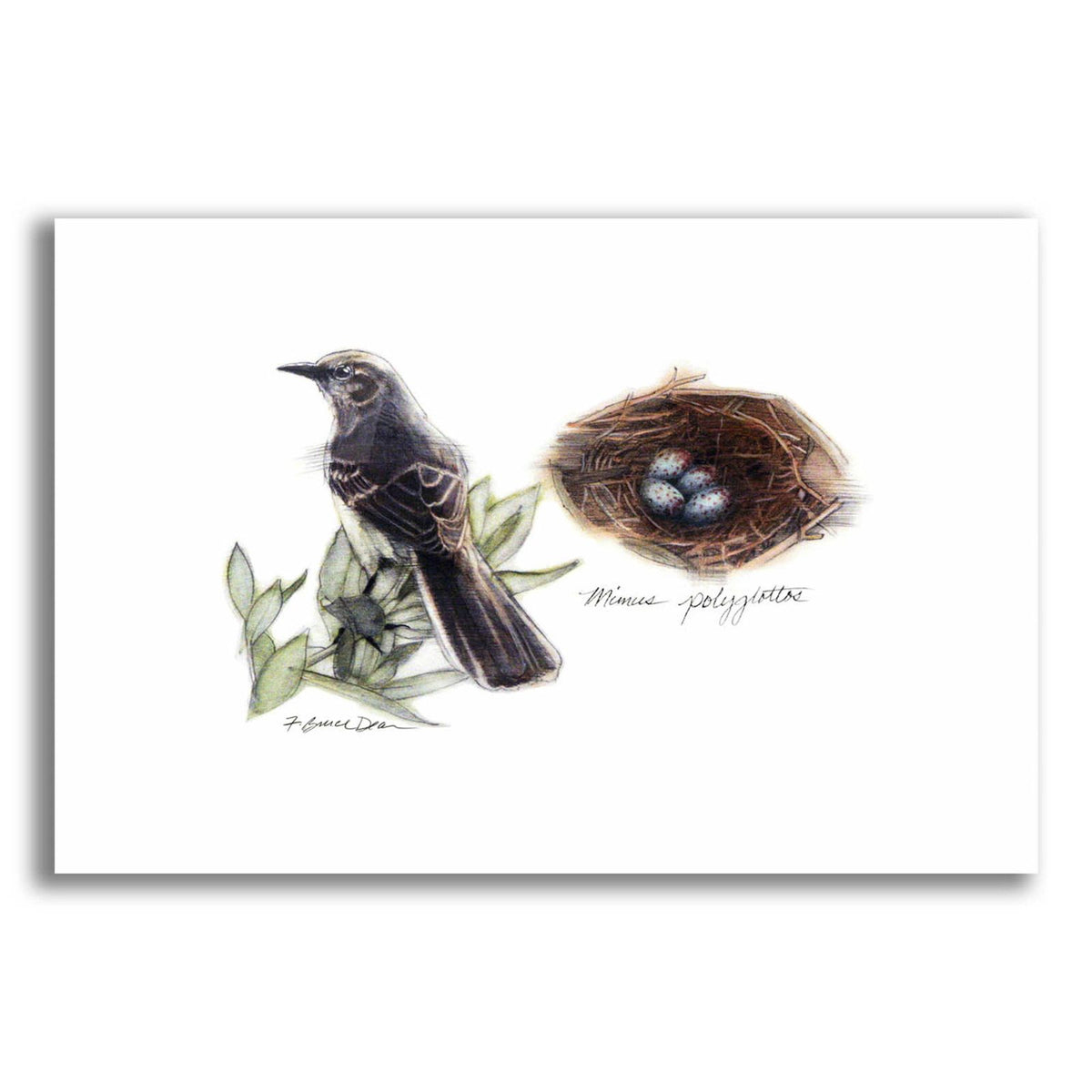 Bird & Nest Study I by Bruce Dean acrylic glass wall art