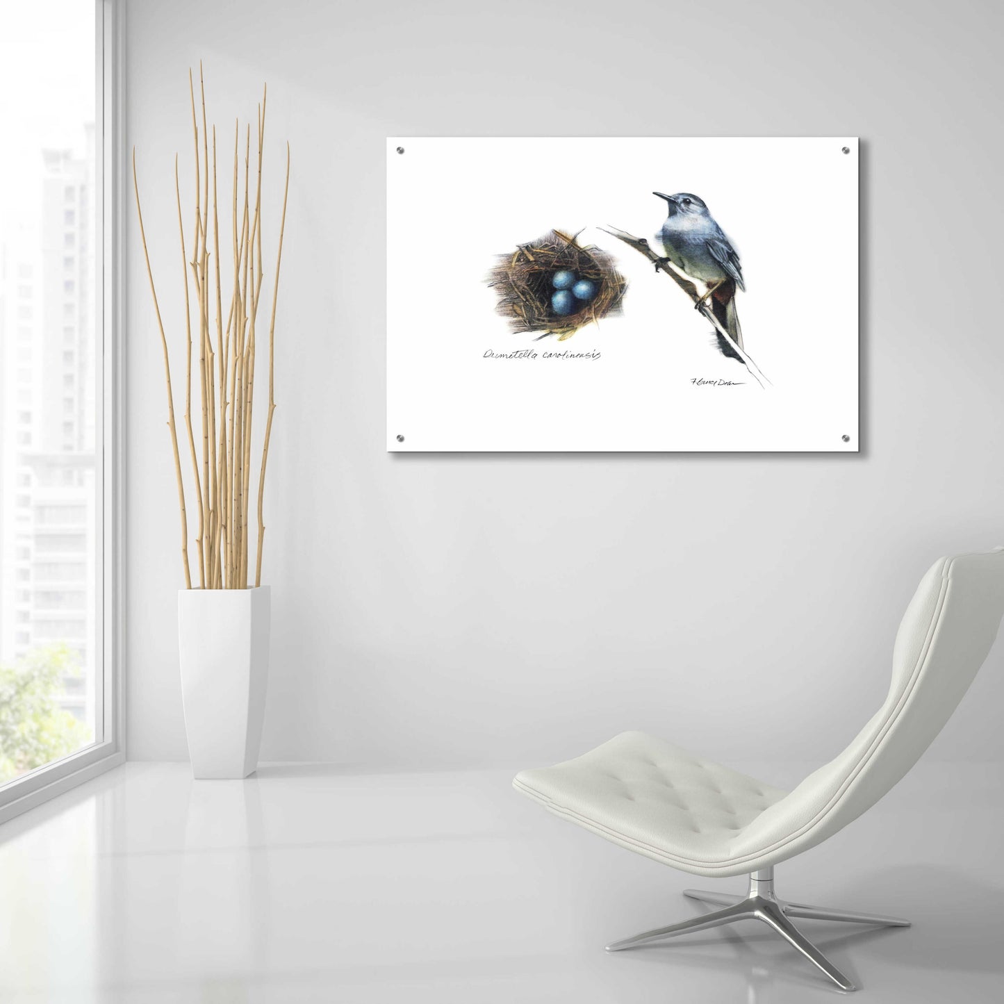 Epic Art 'Bird & Nest Study II' by Bruce Dean, Acrylic Glass Wall Art,36x24