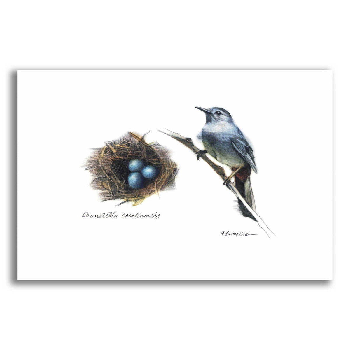 Bird & Nest Study II by Bruce Dean acrylic glass wall art