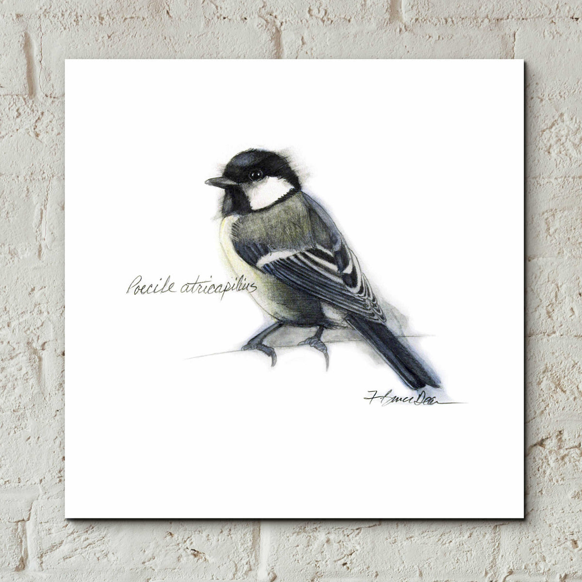 Songbird Study II by Bruce Dean - 12x12 acrylic wall art in a room