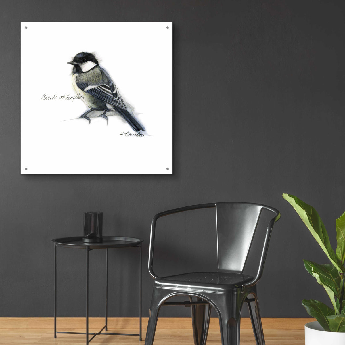 Songbird Study II by Bruce Dean - 36x36 acrylic wall art in a room