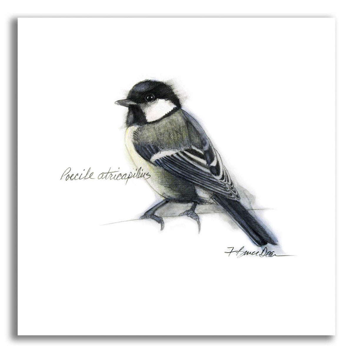 Songbird Study II by Bruce Dean acrylic glass wall art
