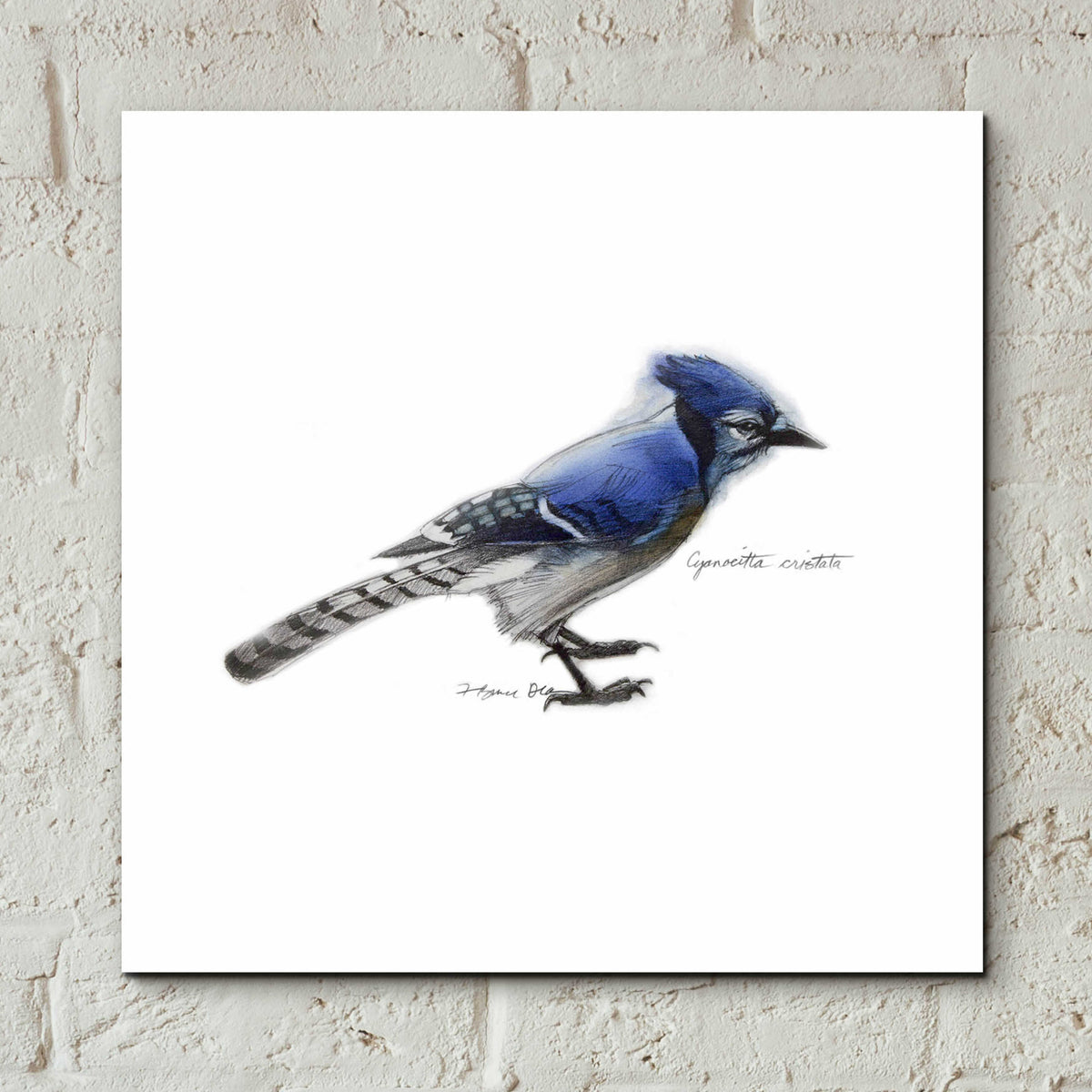 Songbird Study III by Bruce Dean - 12x12 acrylic wall art in a room