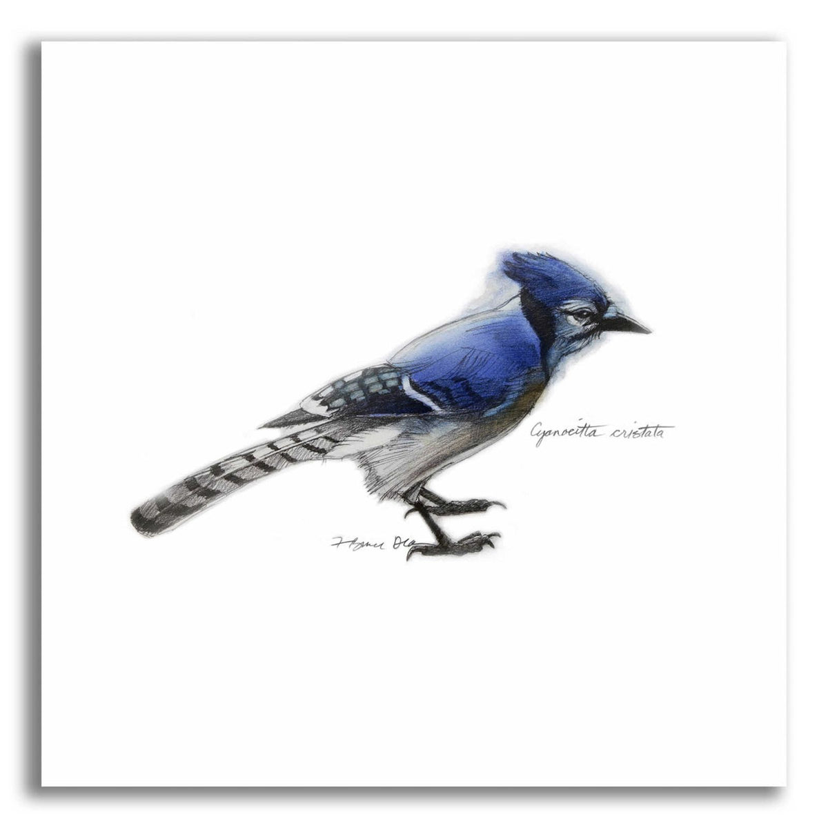 Songbird Study III by Bruce Dean acrylic glass wall art
