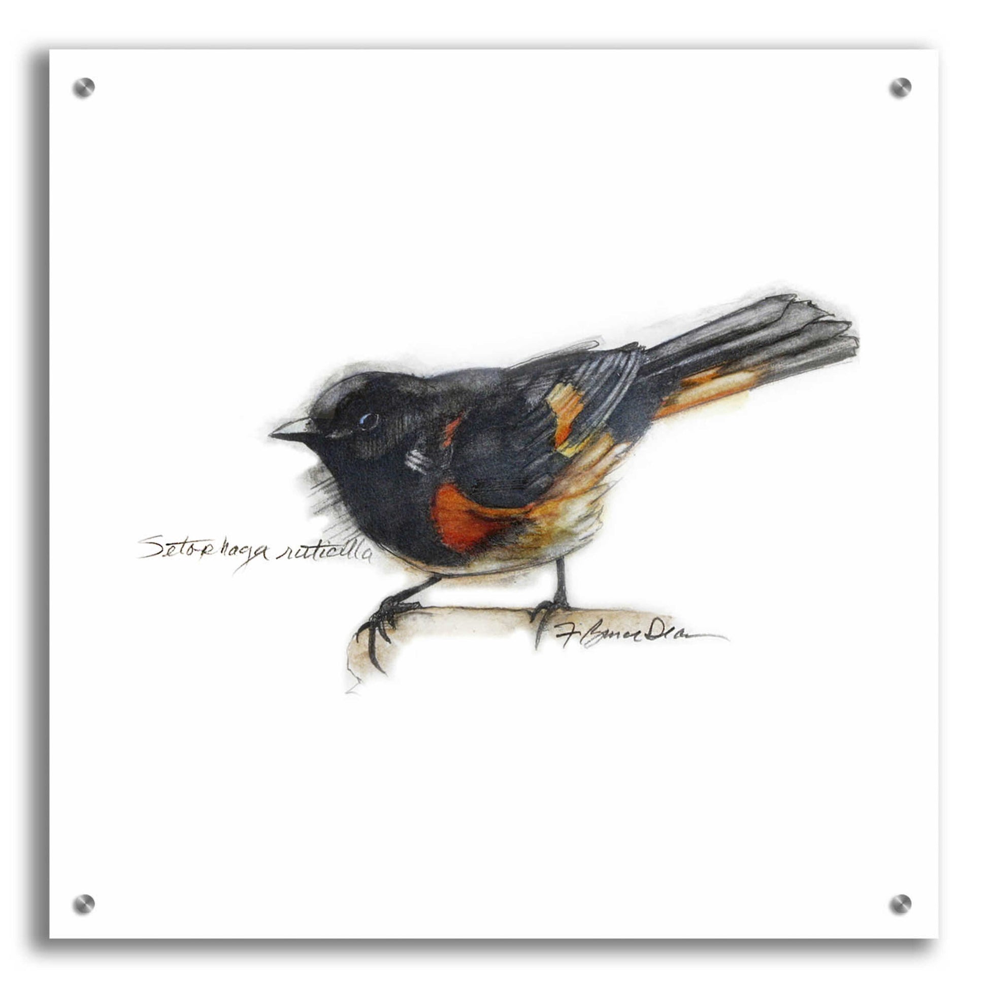 Epic Art 'Songbird Study IV' by Bruce Dean, Acrylic Glass Wall Art,24x24